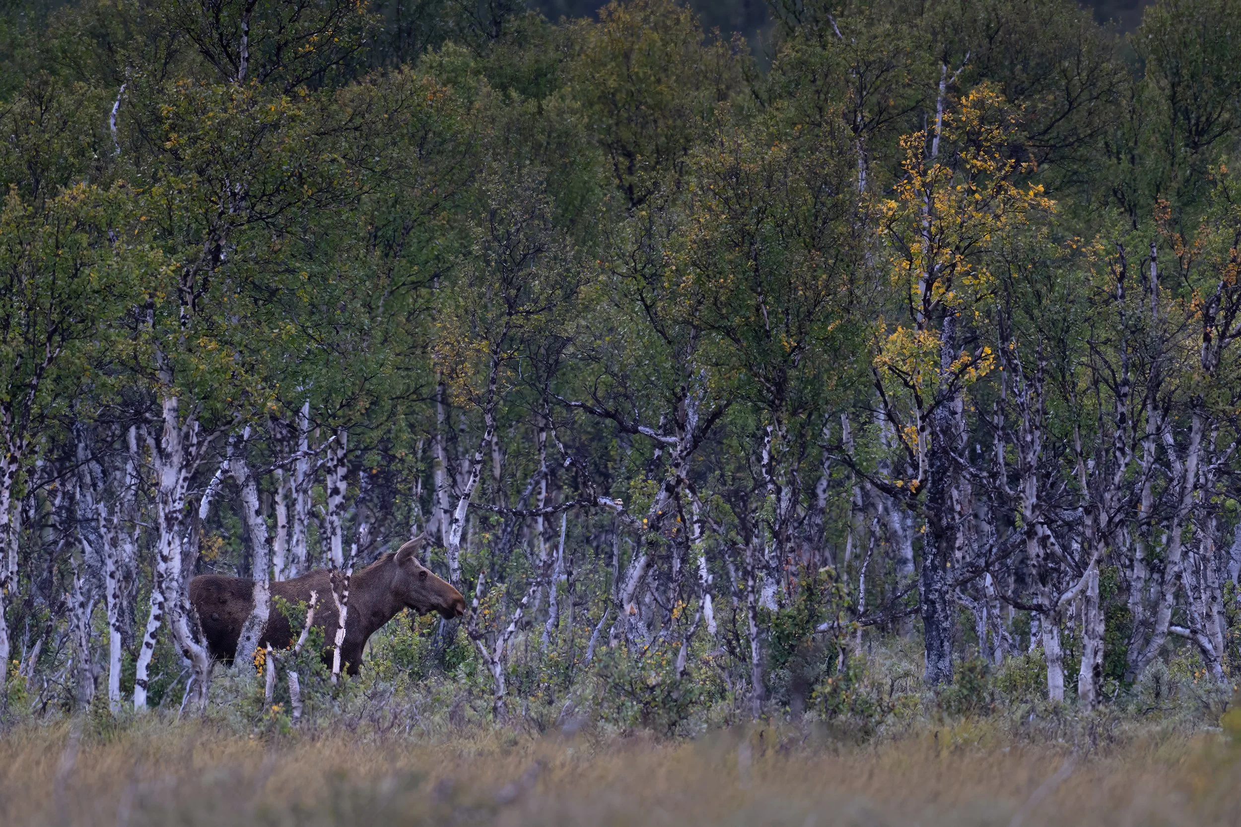 Moose