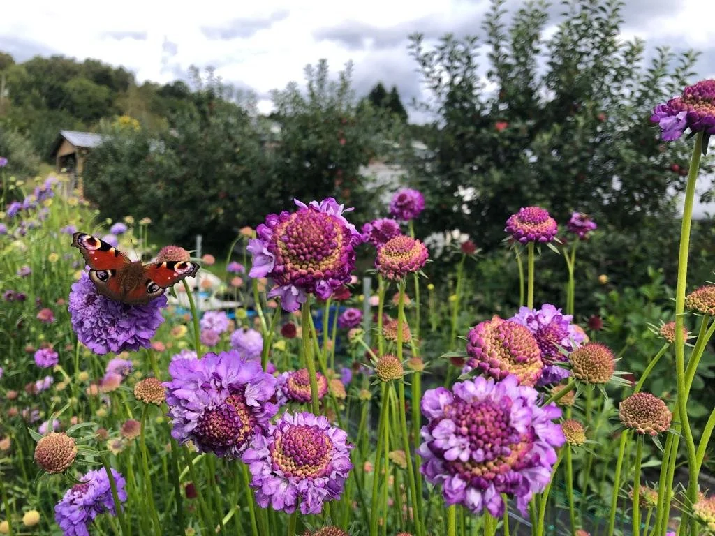 Pick Your Own Flowers