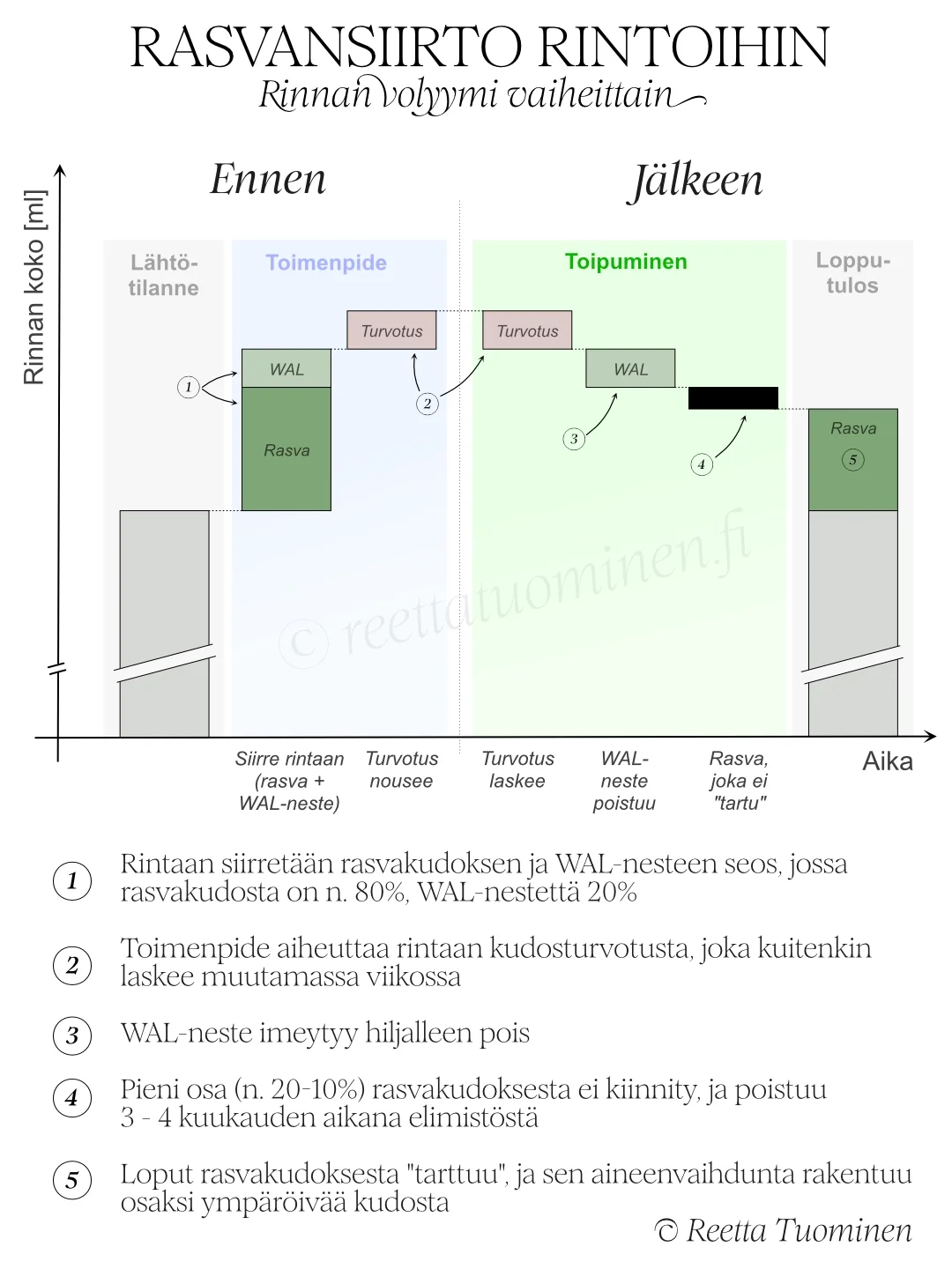 Rasvansiirto rintohin, rasvan pysyvyys ja rintojen koko eri vaiheissa.