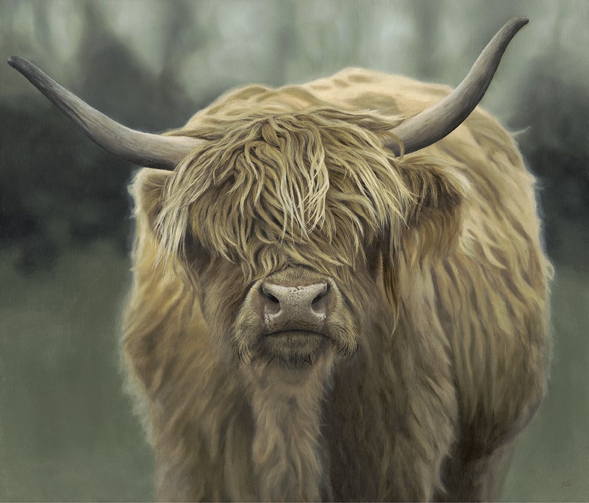 Highland Cow JPEG.jpeg