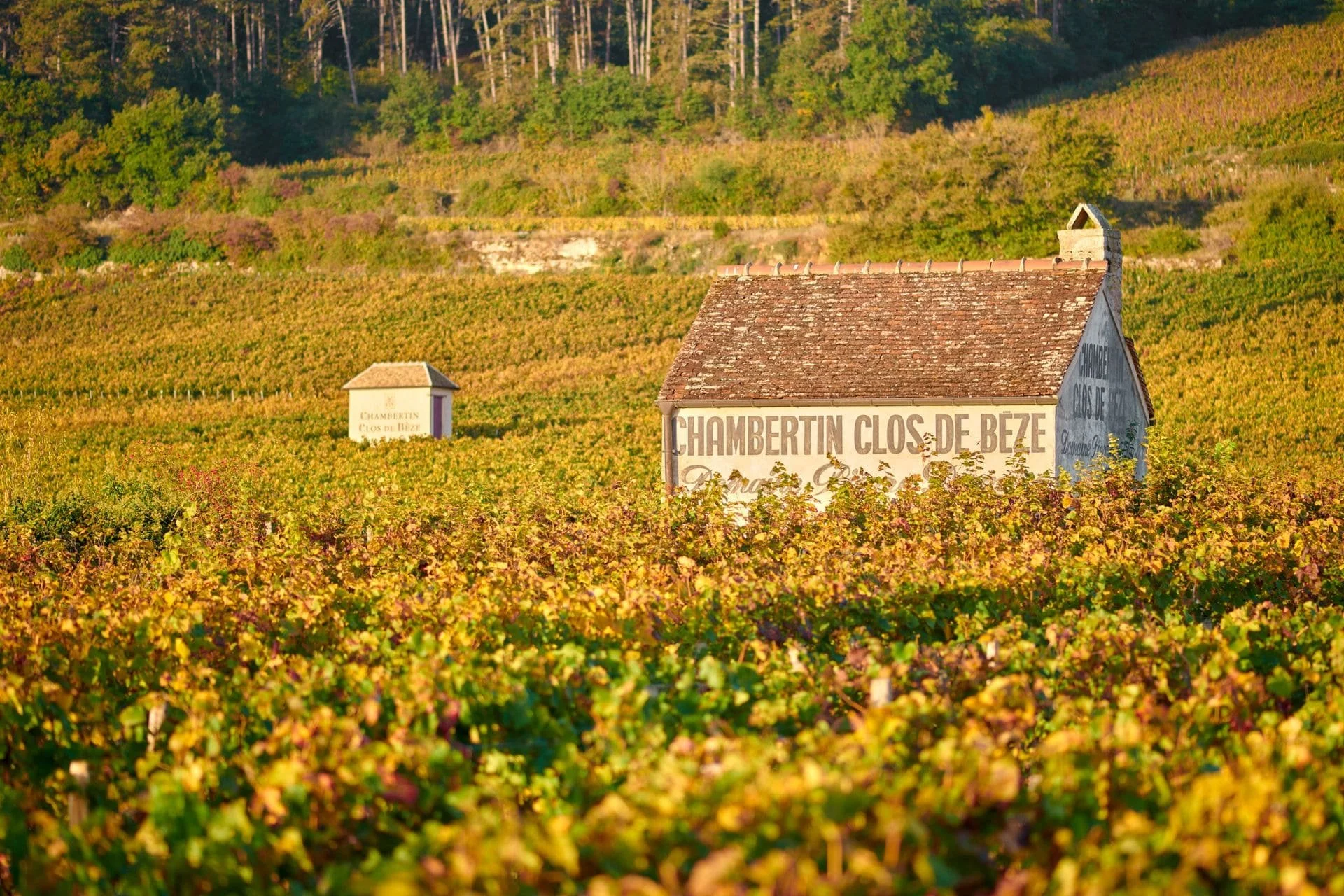Vue sur les vignobles de Chambertin en Bourgogne.