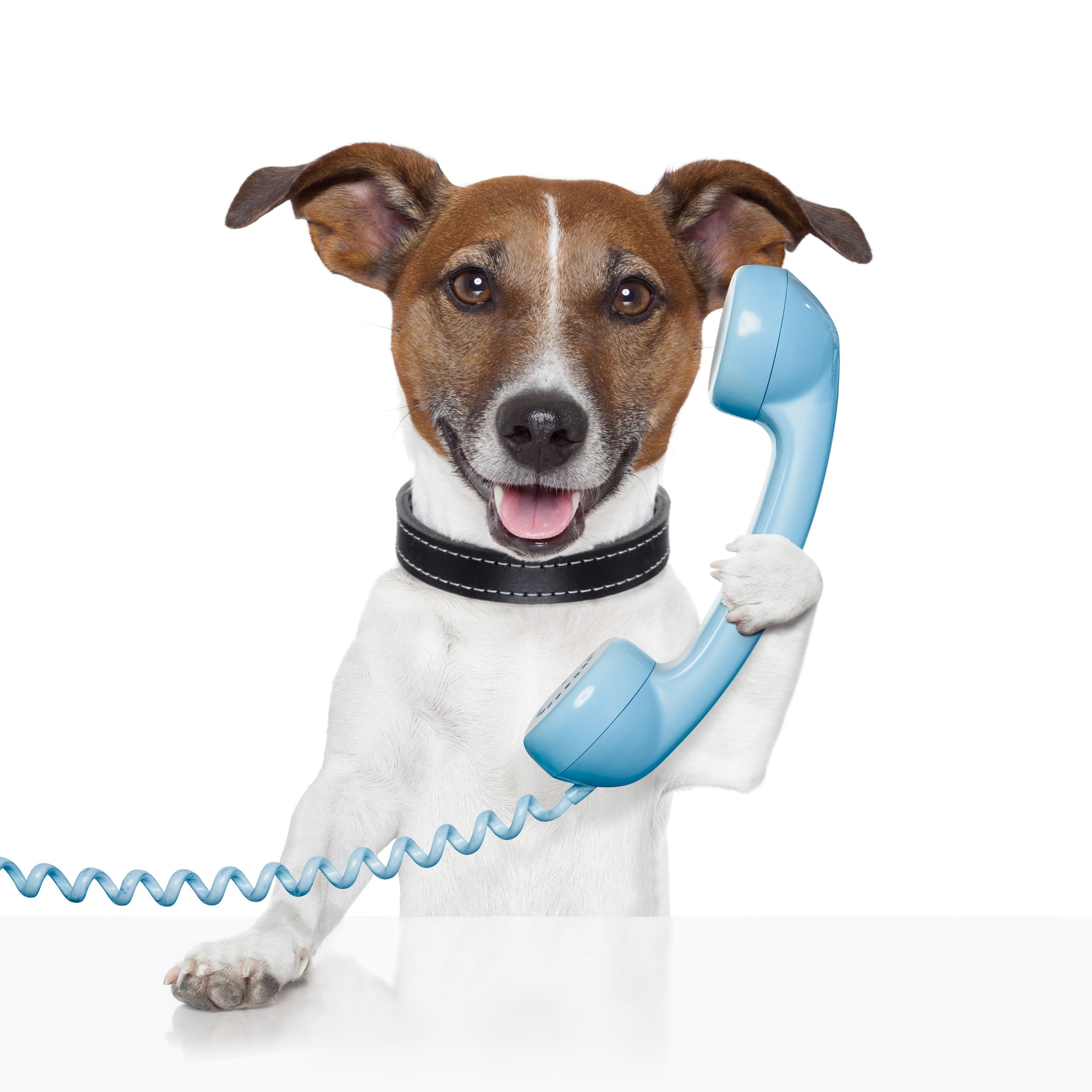 A happy dog holding a blue telephone receiver with one paw, against a white background.