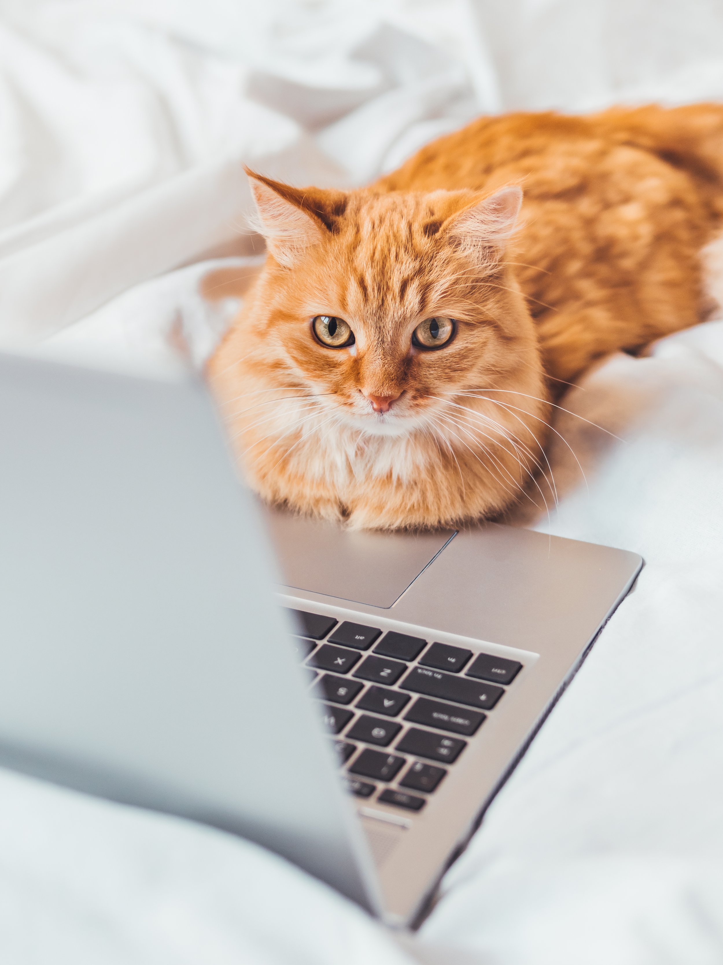 An orange tabby cat lying on a bed in front of a laptop, looking at the camera.