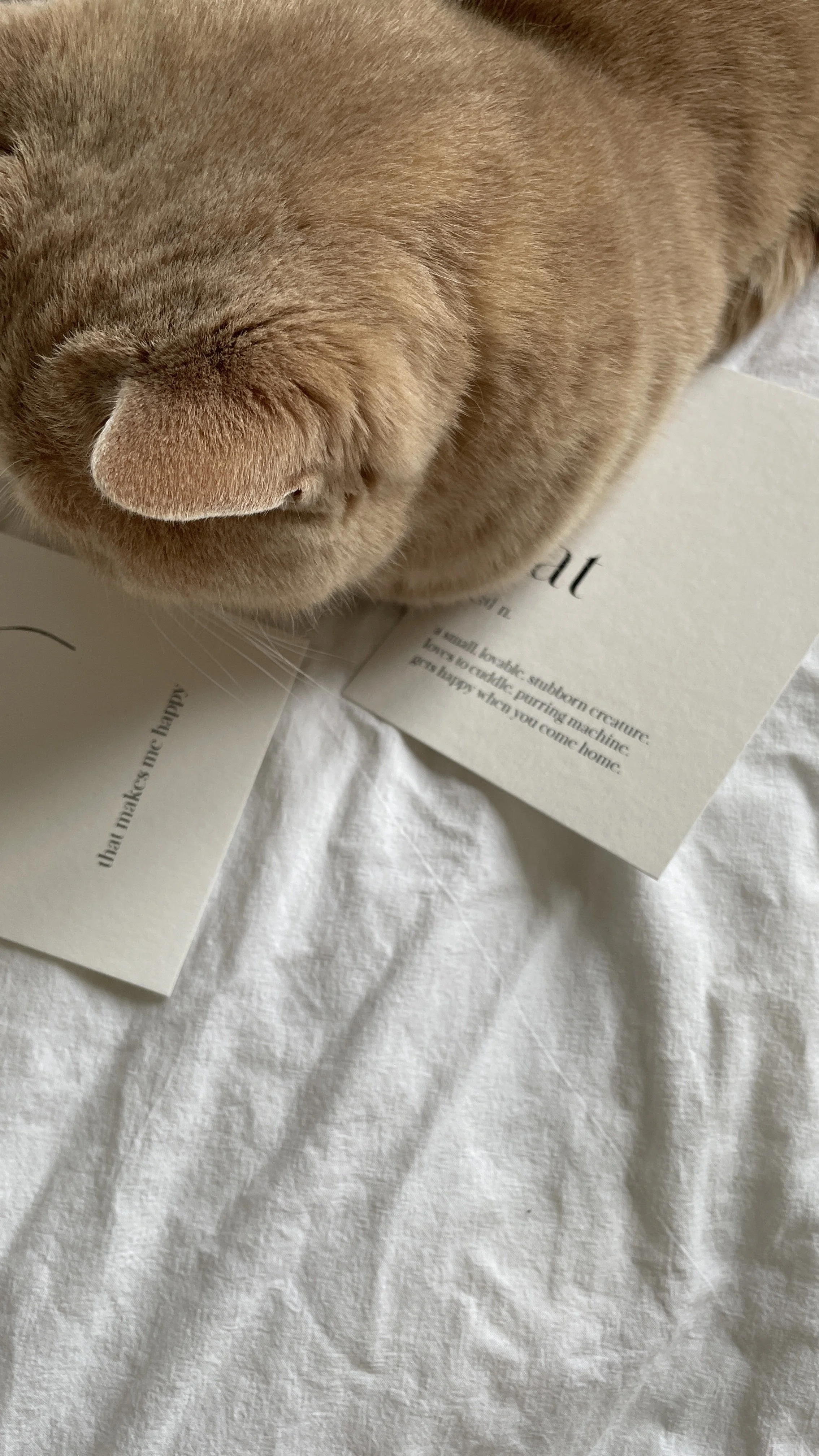 Nahaufnahme eines orange/braunen Katzenkopfes, der über zwei Postkarten liegt. Die Postkarten gehören zur Kollektion Catlove.