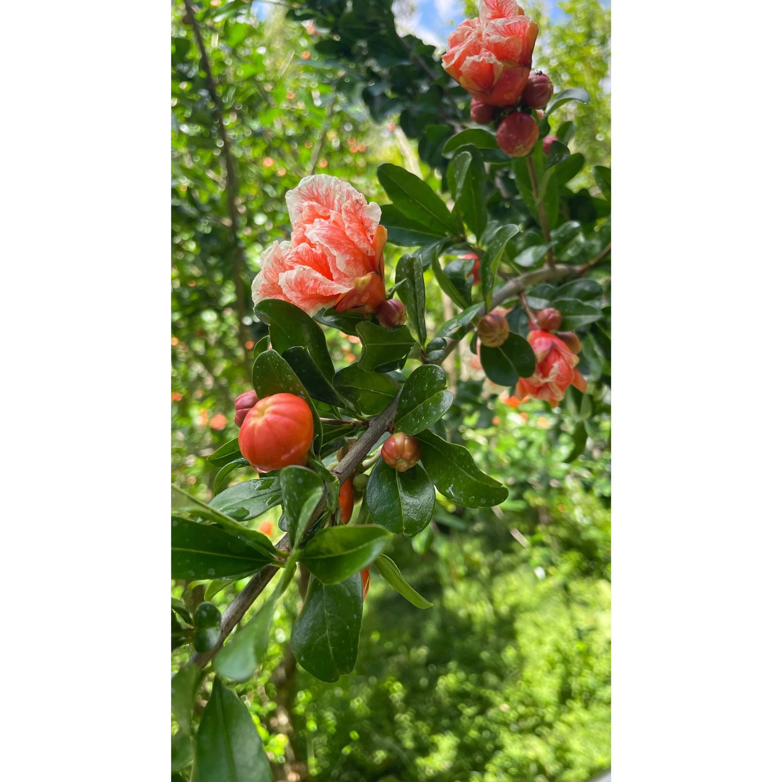 merano 🇮🇹
.
.
.
#s&uuml;dtirol #visitmerano #trauttmansdorff #italy #gardeninspiration