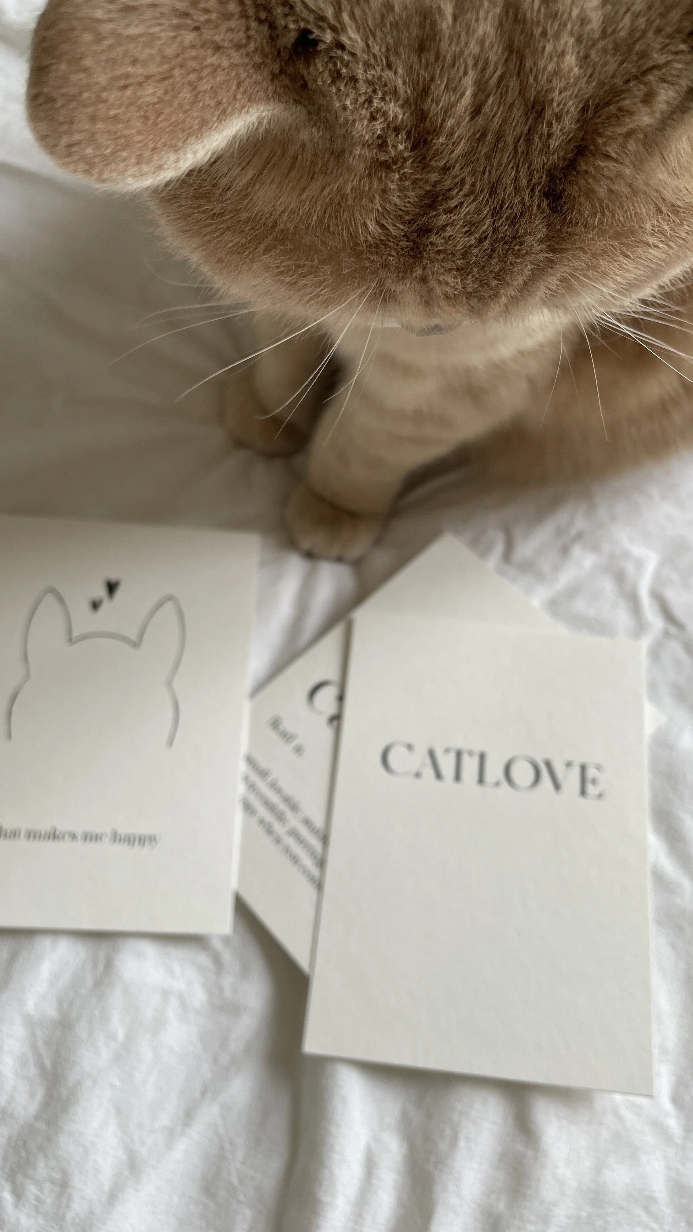 catlove
 
postkarten