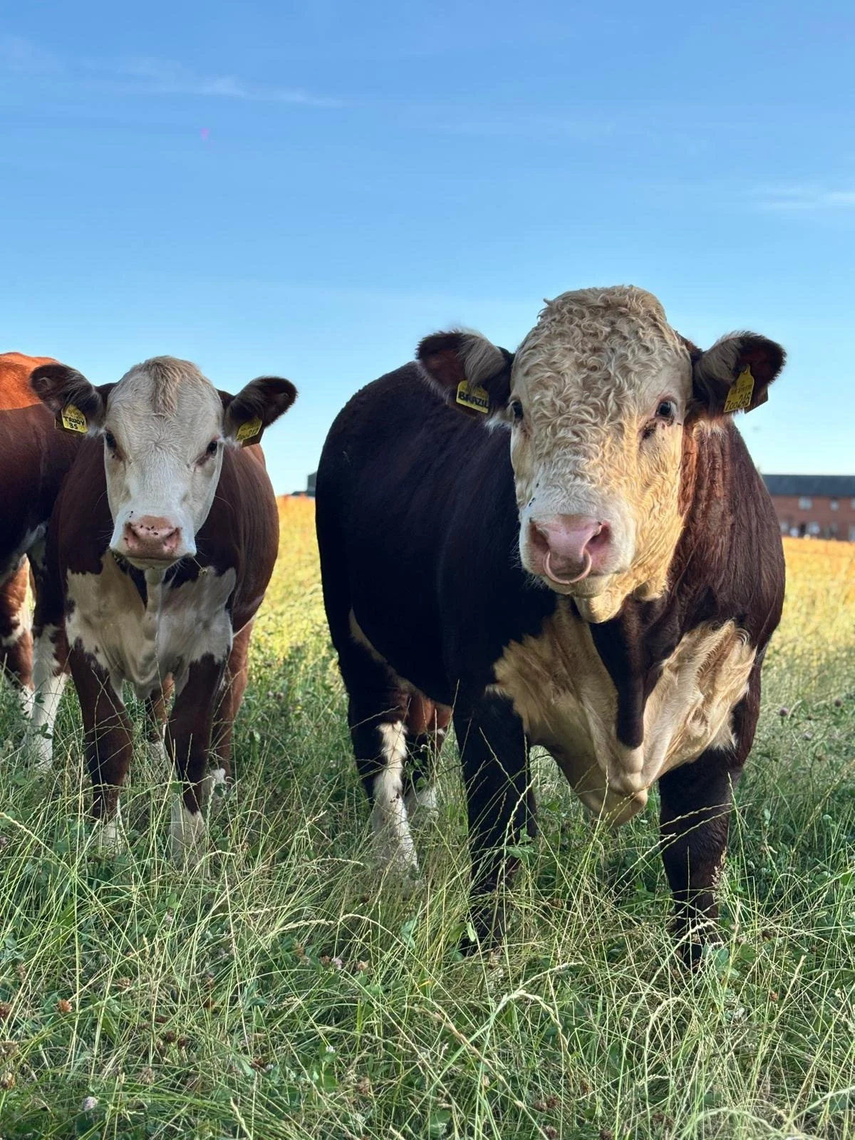 WhatsApp Image 2026-04-12 at 15.27.17 (10).jpeg