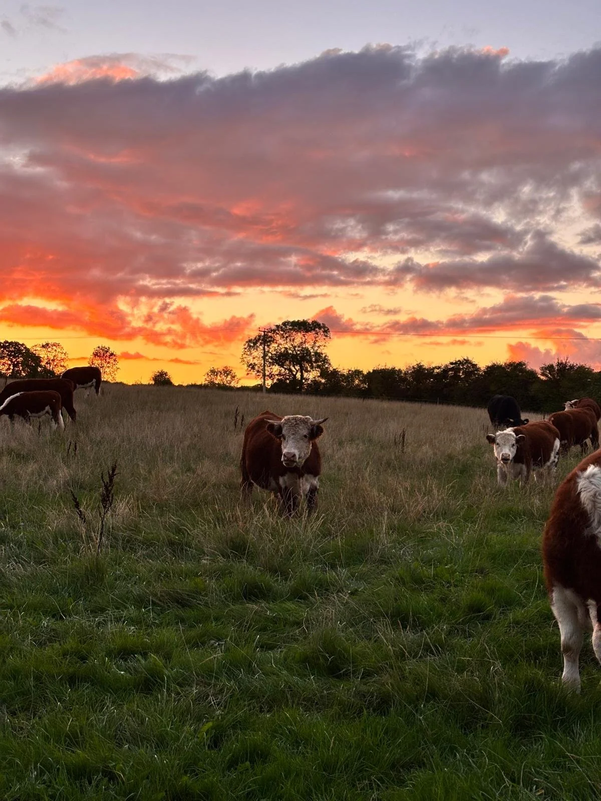 WhatsApp Image 2026-04-12 at 15.27.17 (6).jpeg