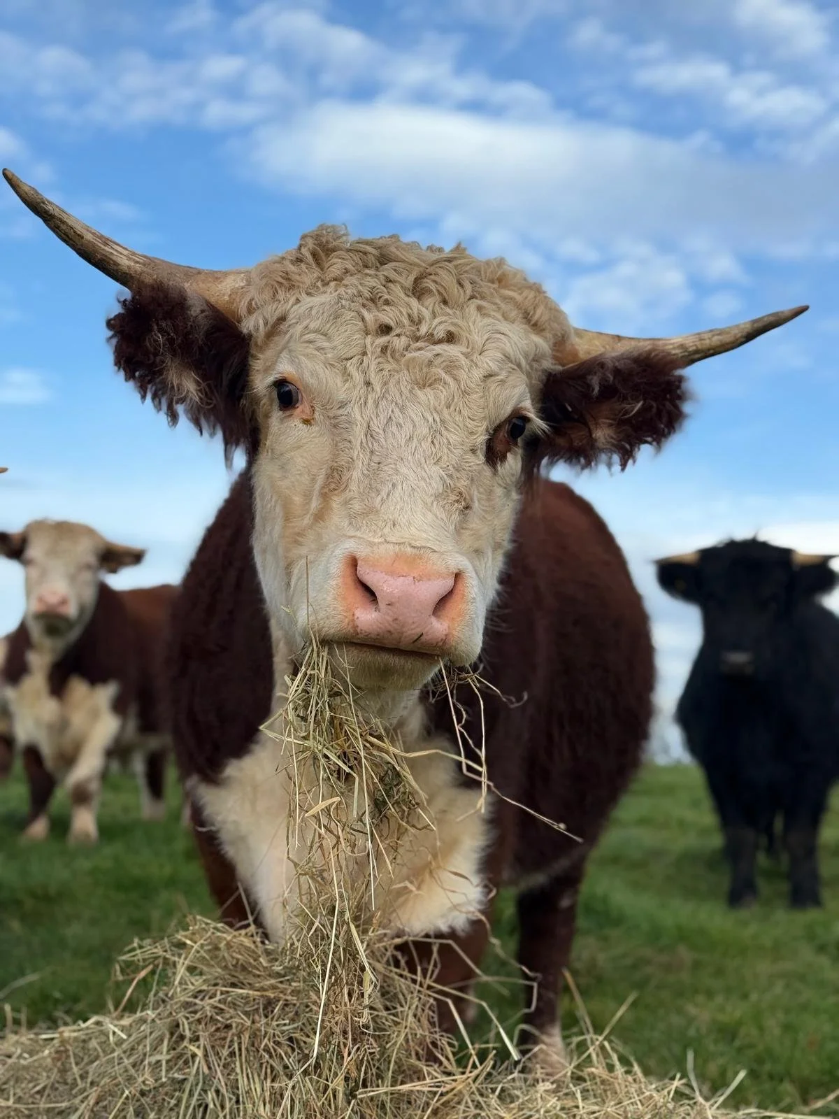 WhatsApp Image 2026-04-12 at 15.27.17 (3).jpeg