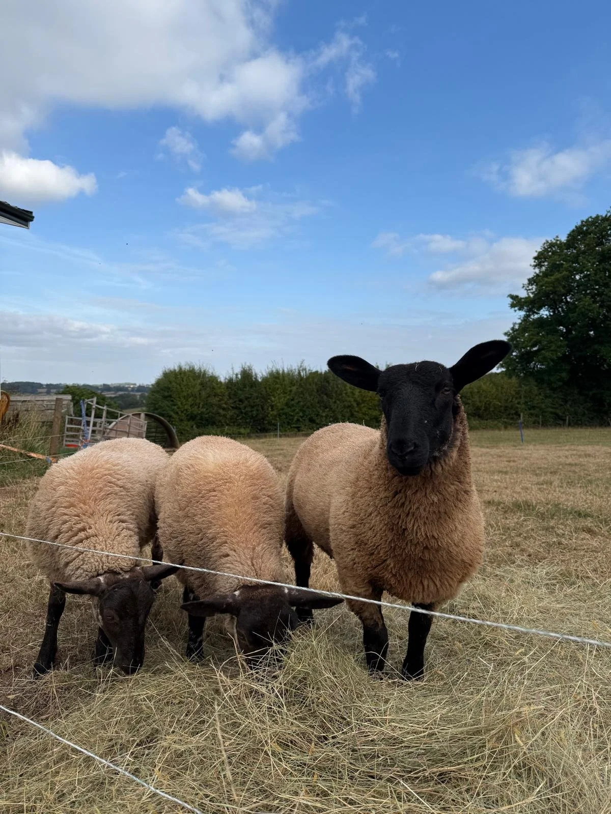 WhatsApp Image 2026-04-12 at 15.27.17 (8).jpeg