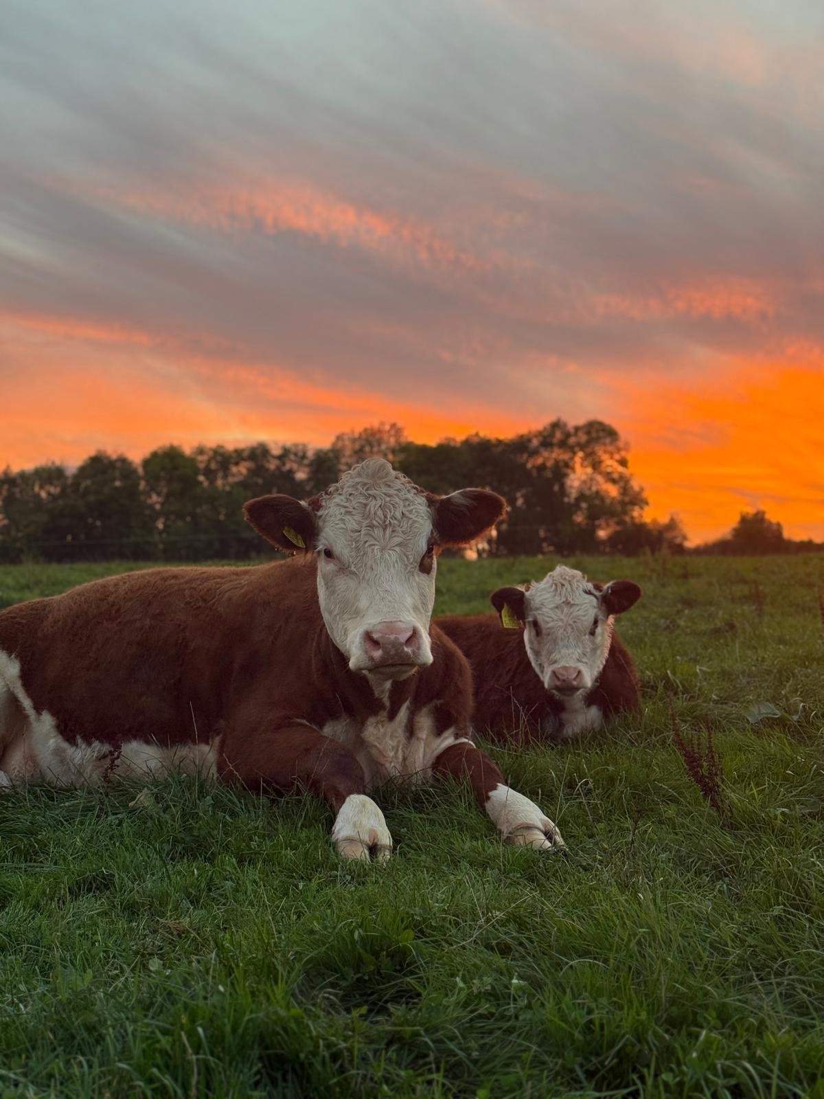 WhatsApp Image 2026-04-12 at 15.27.17 (5).jpeg