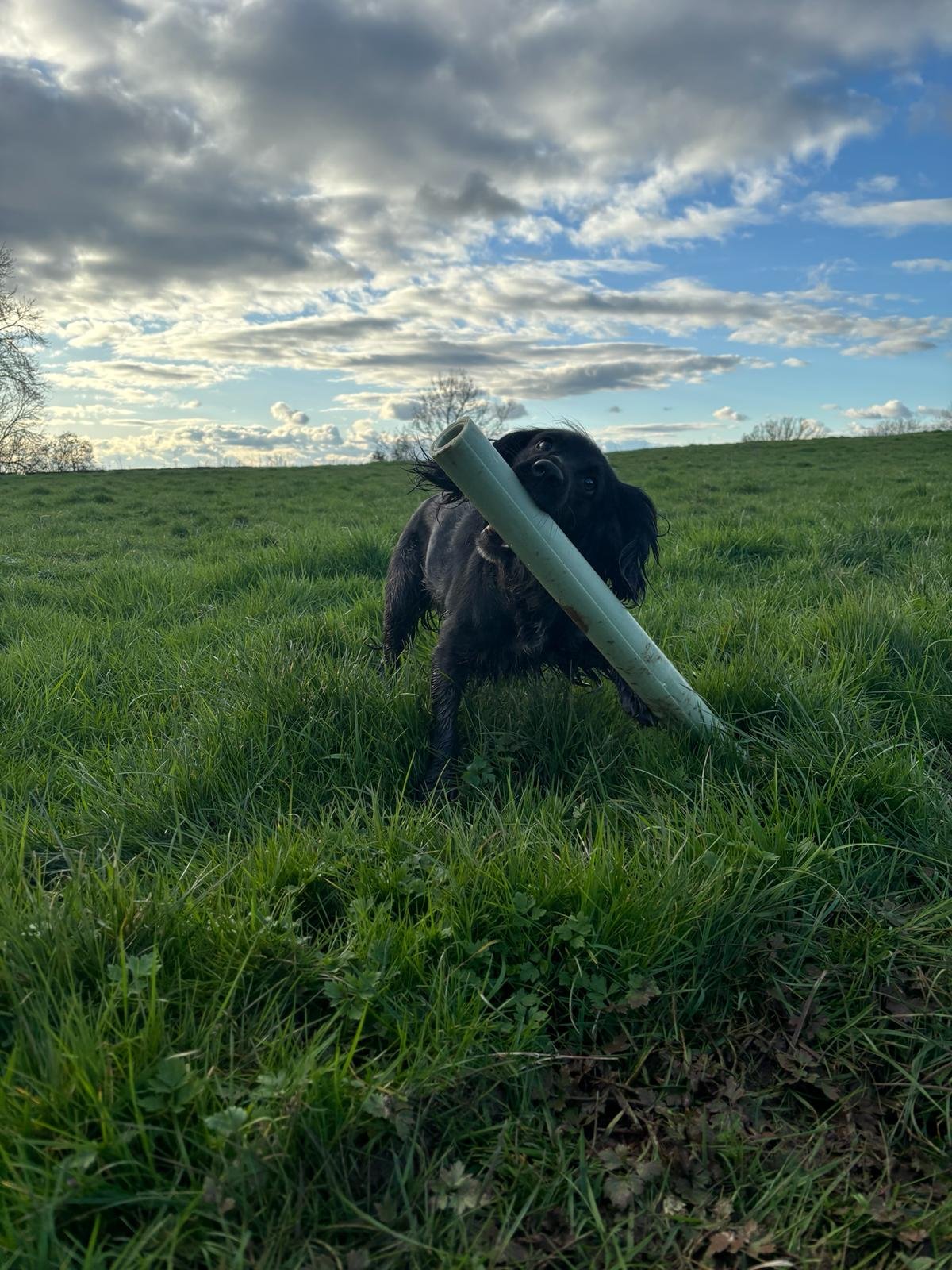 pipi hedge.jpg