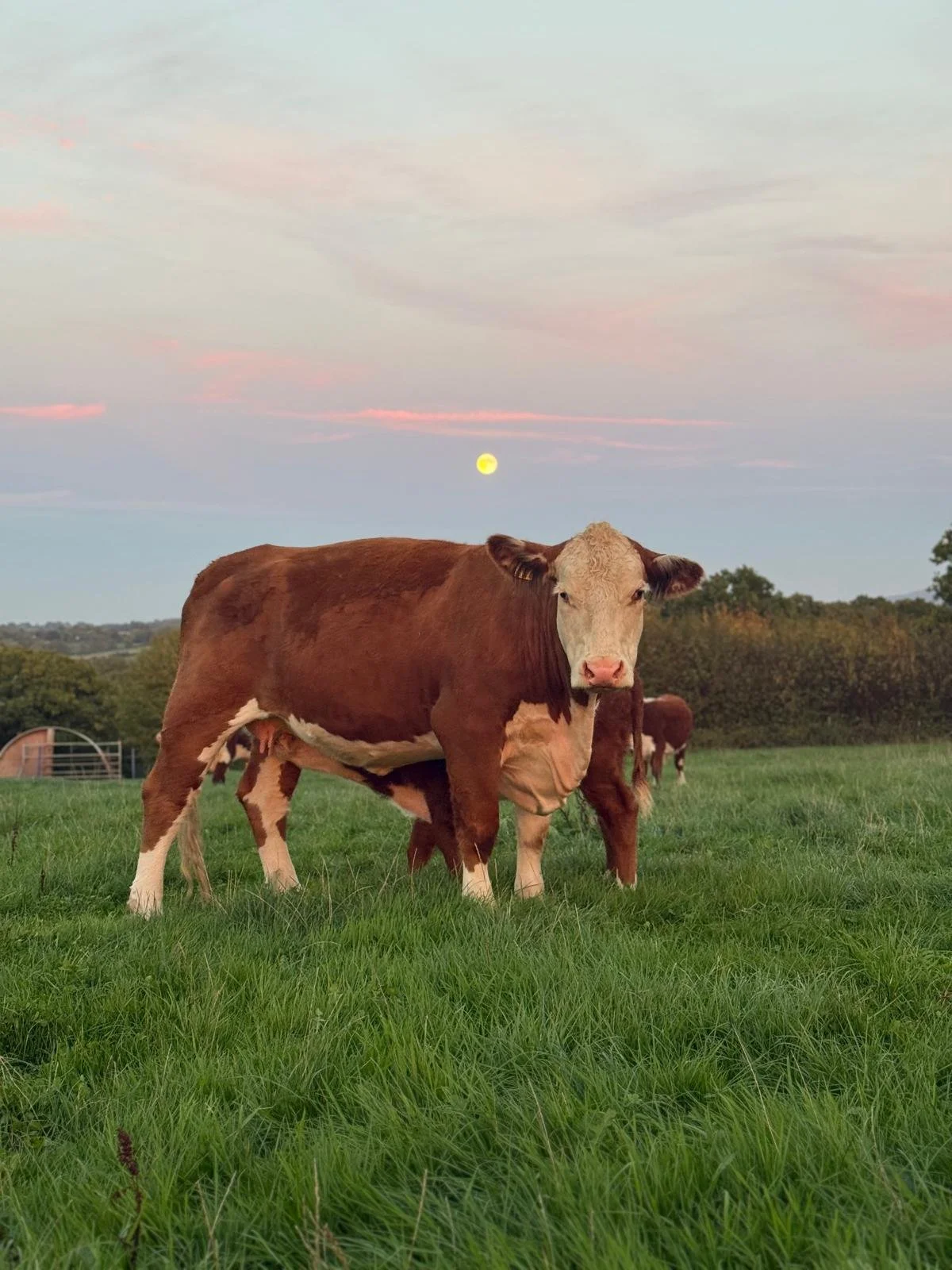 WhatsApp Image 2026-04-12 at 15.27.17 (4).jpeg