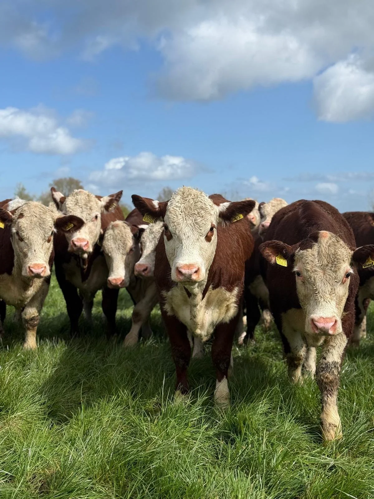 WhatsApp Image 2026-04-12 at 15.27.17.jpeg