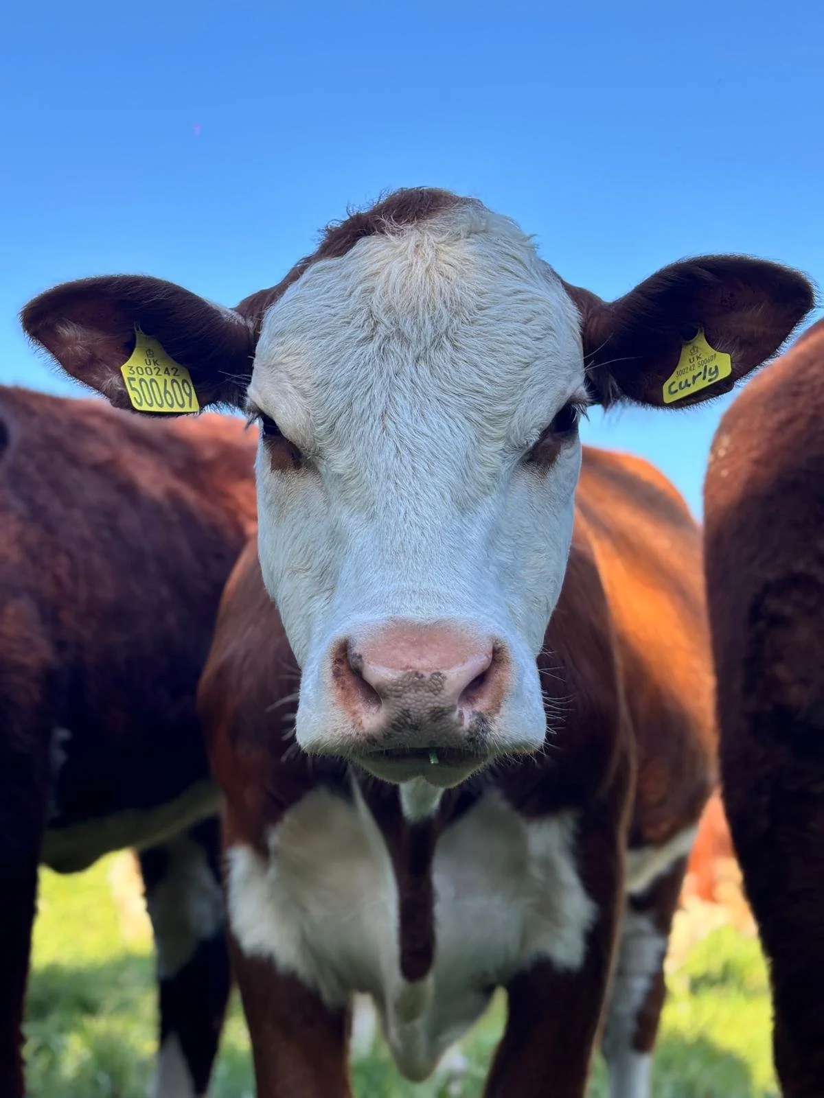 WhatsApp Image 2026-04-12 at 15.27.17 (14).jpeg