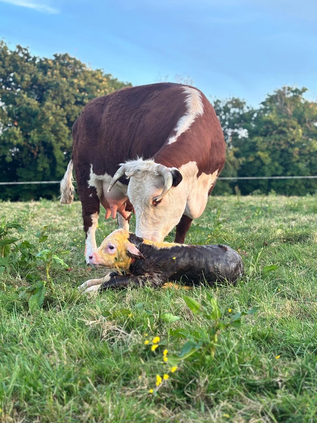 WhatsApp Image 2026-04-12 at 15.27.17 (12).jpeg