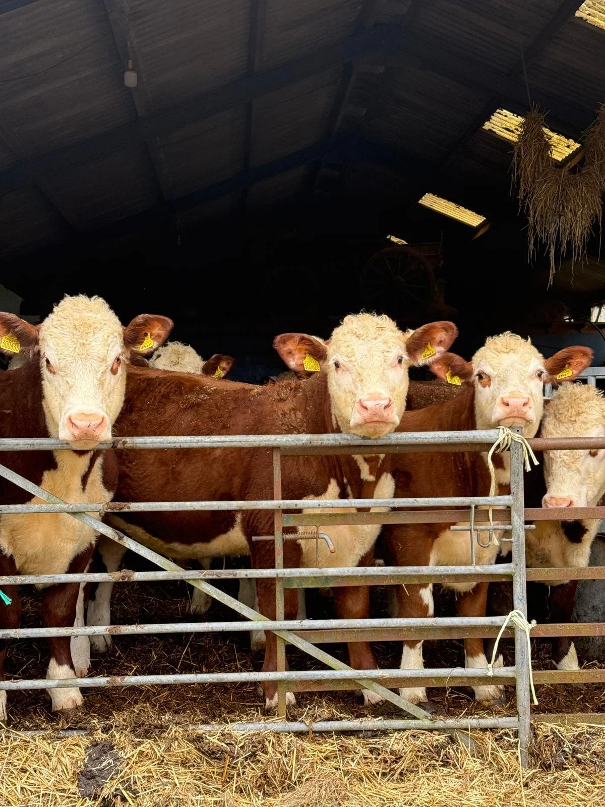 WhatsApp Image 2026-04-12 at 15.27.17 (1).jpeg