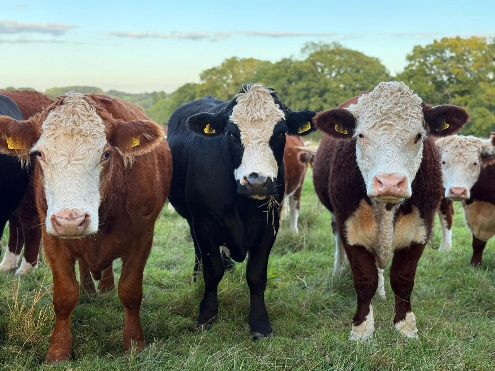 WhatsApp Image 2026-04-12 at 15.27.17 (7).jpeg