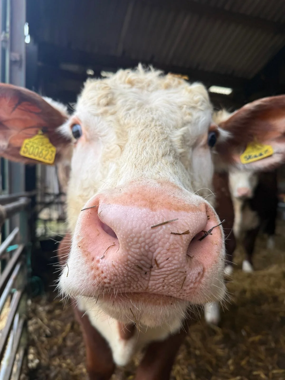 WhatsApp Image 2026-04-12 at 15.27.17 (2).jpeg