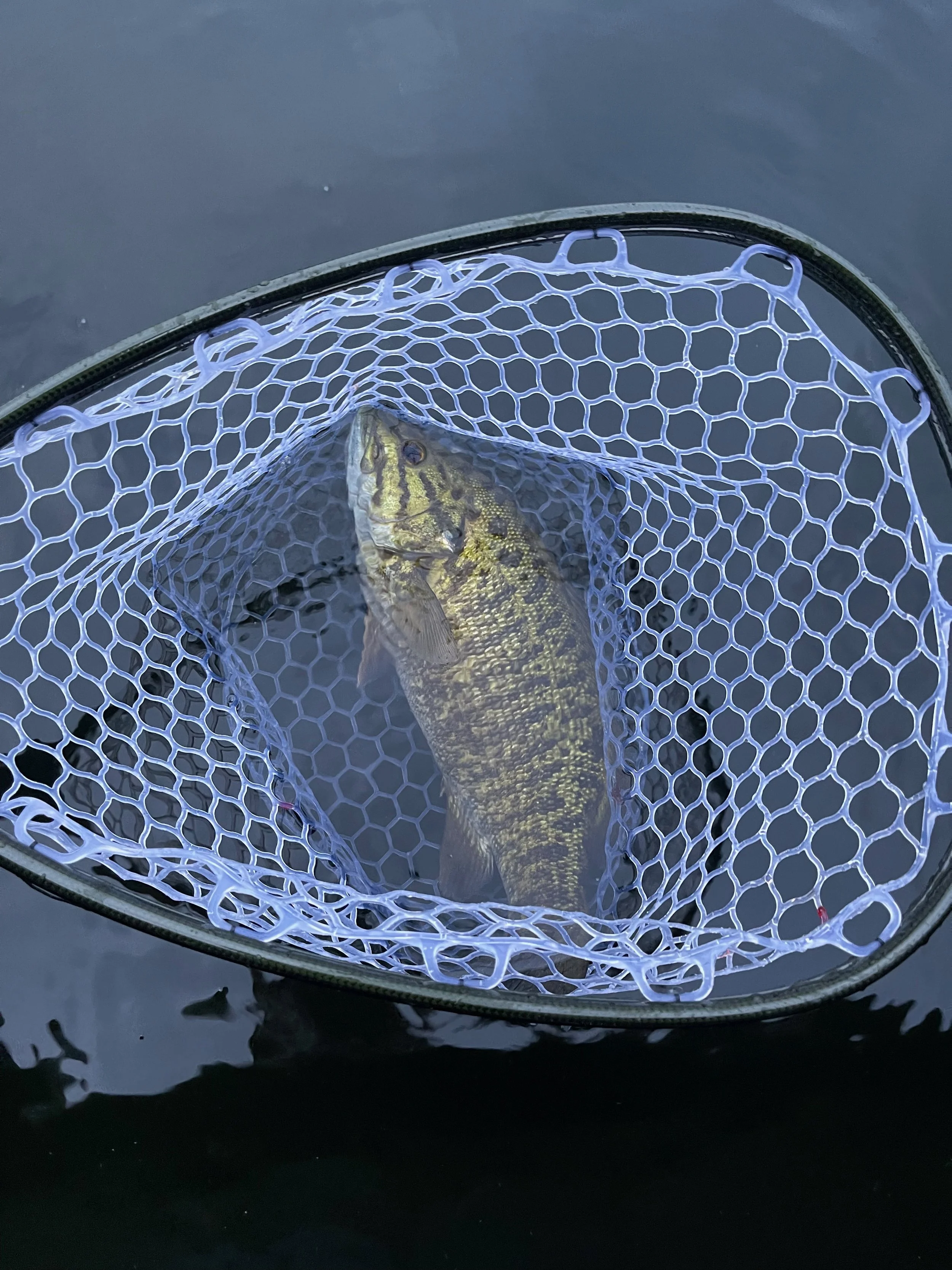 Camden Maine Smallmouth bass