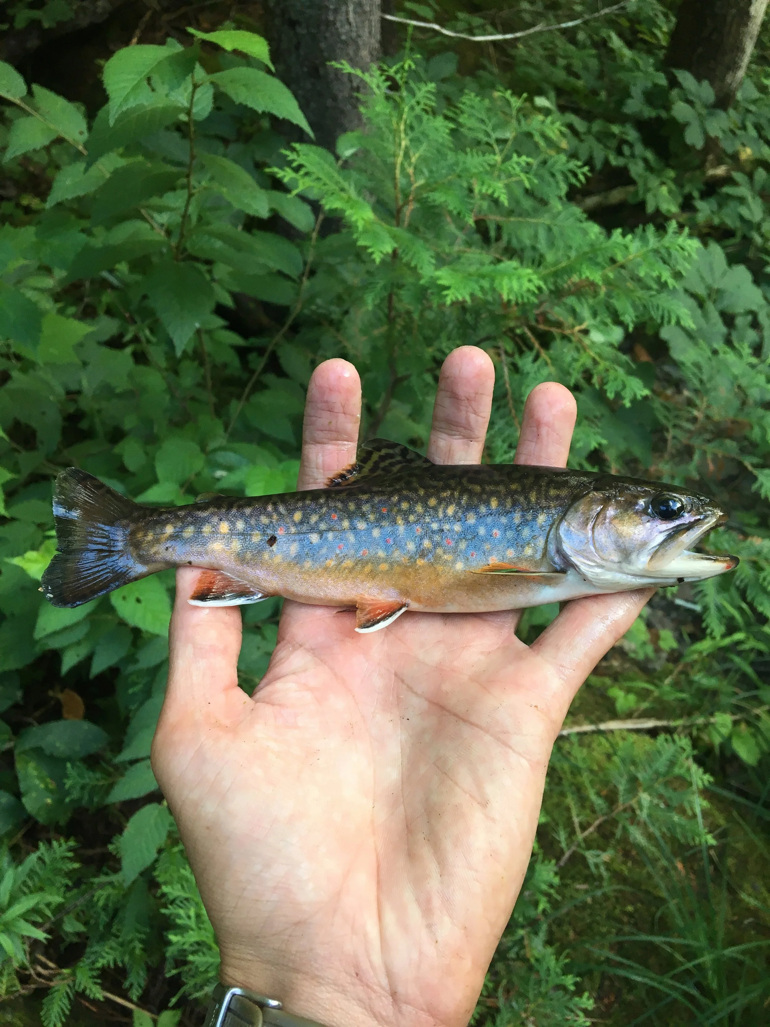 Brook Trout Camden Maine