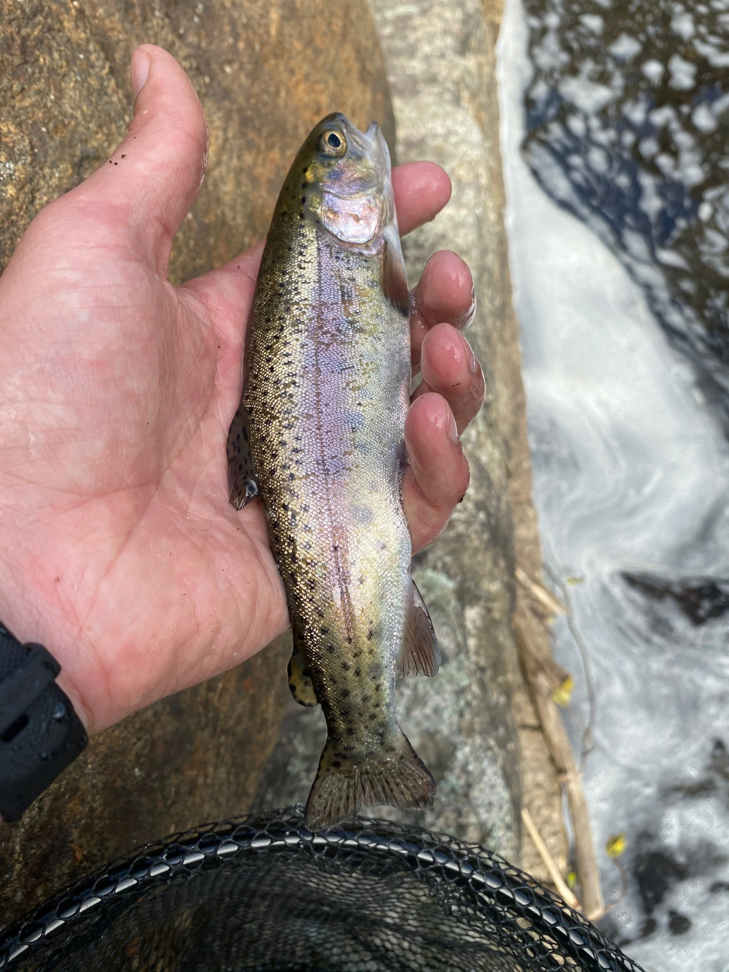 Rainbow Trout Megunticook River