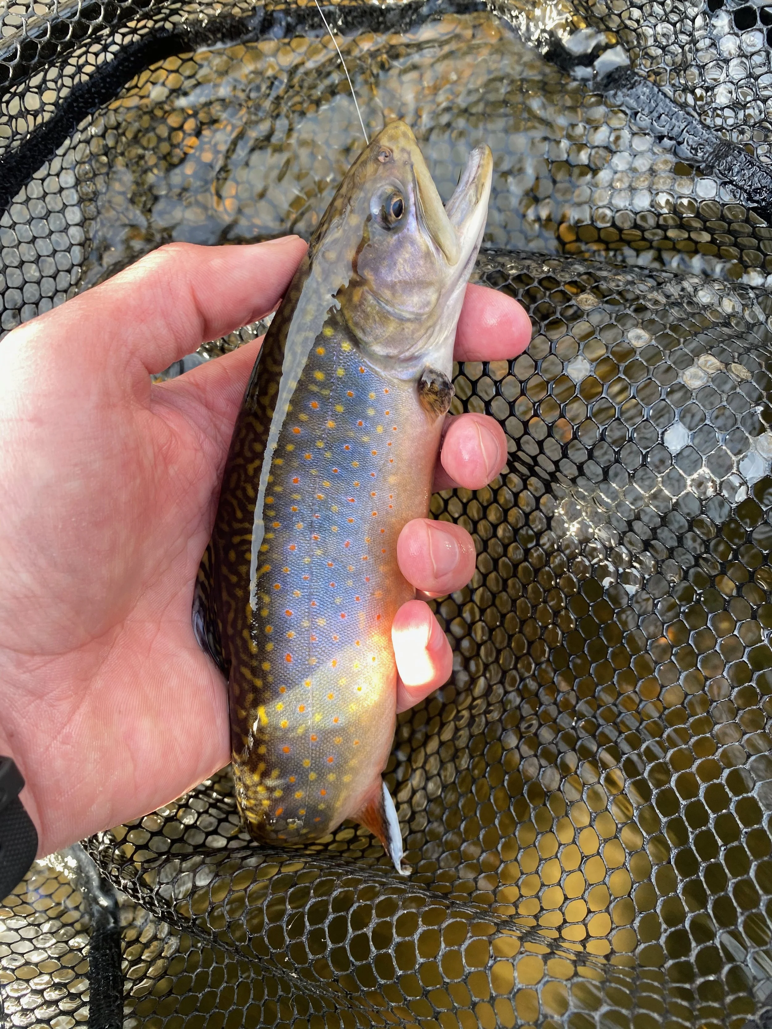 Brook Trout Camden Maine