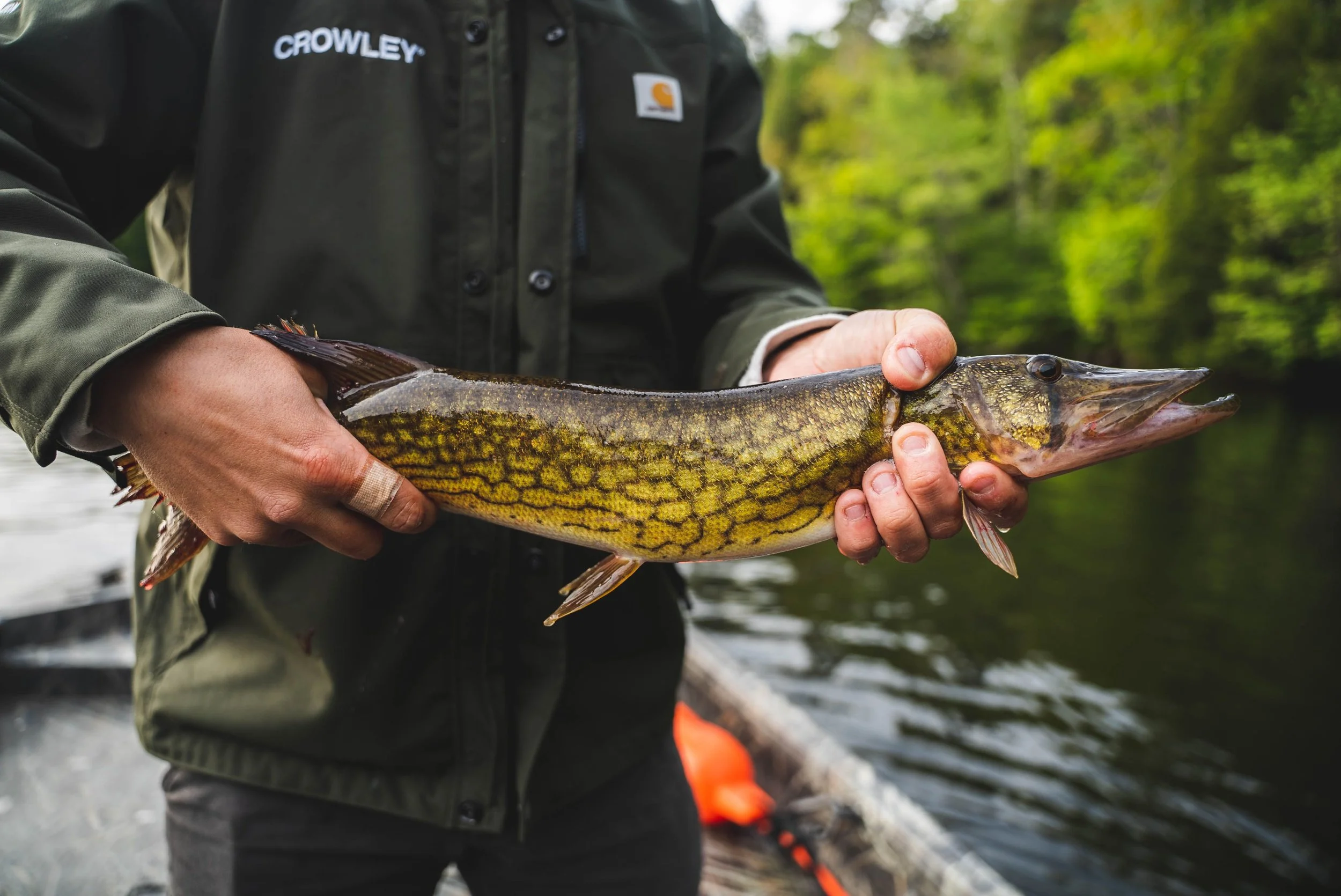 Chain Pickerel