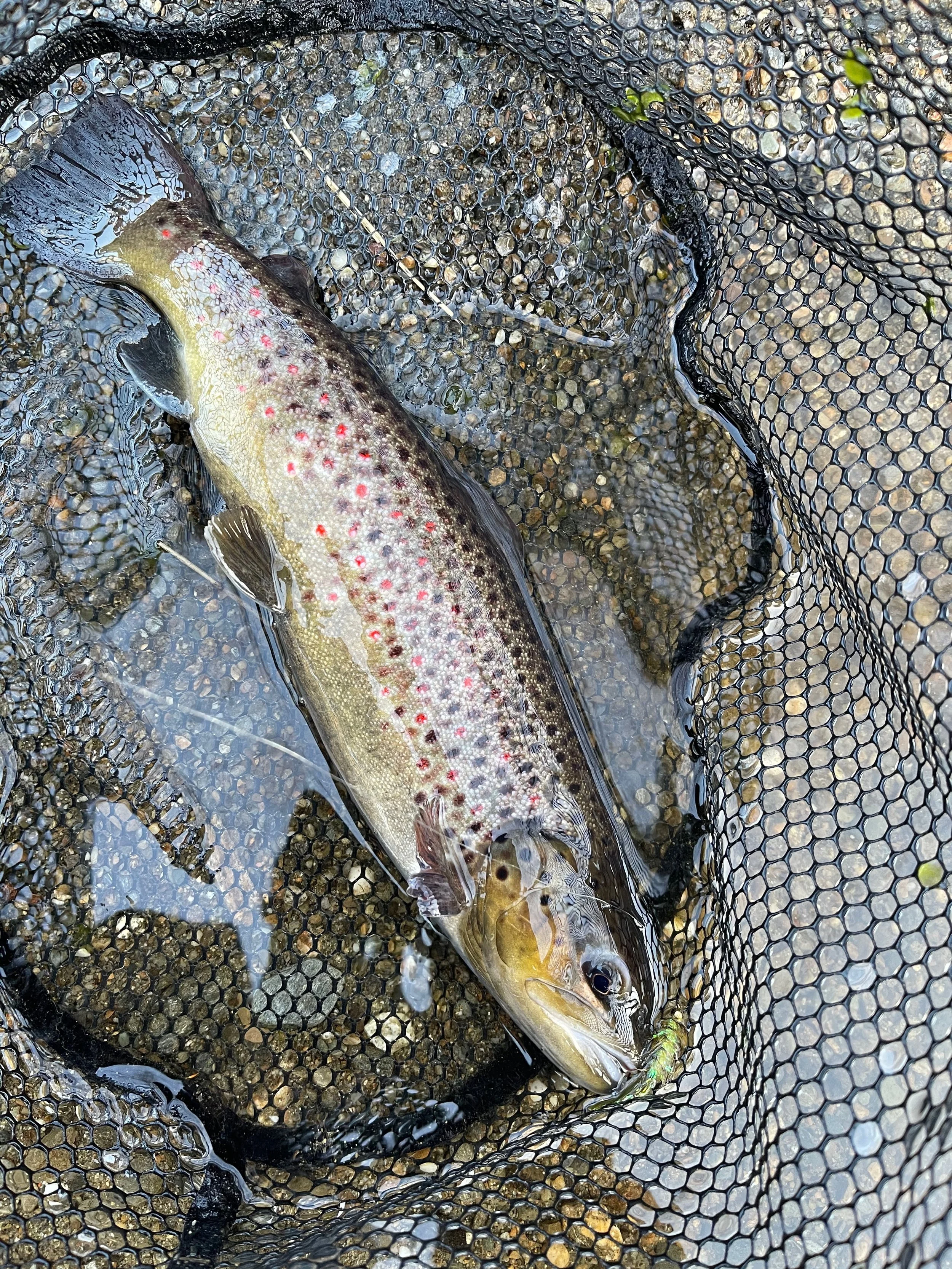 Brown Trout Maine