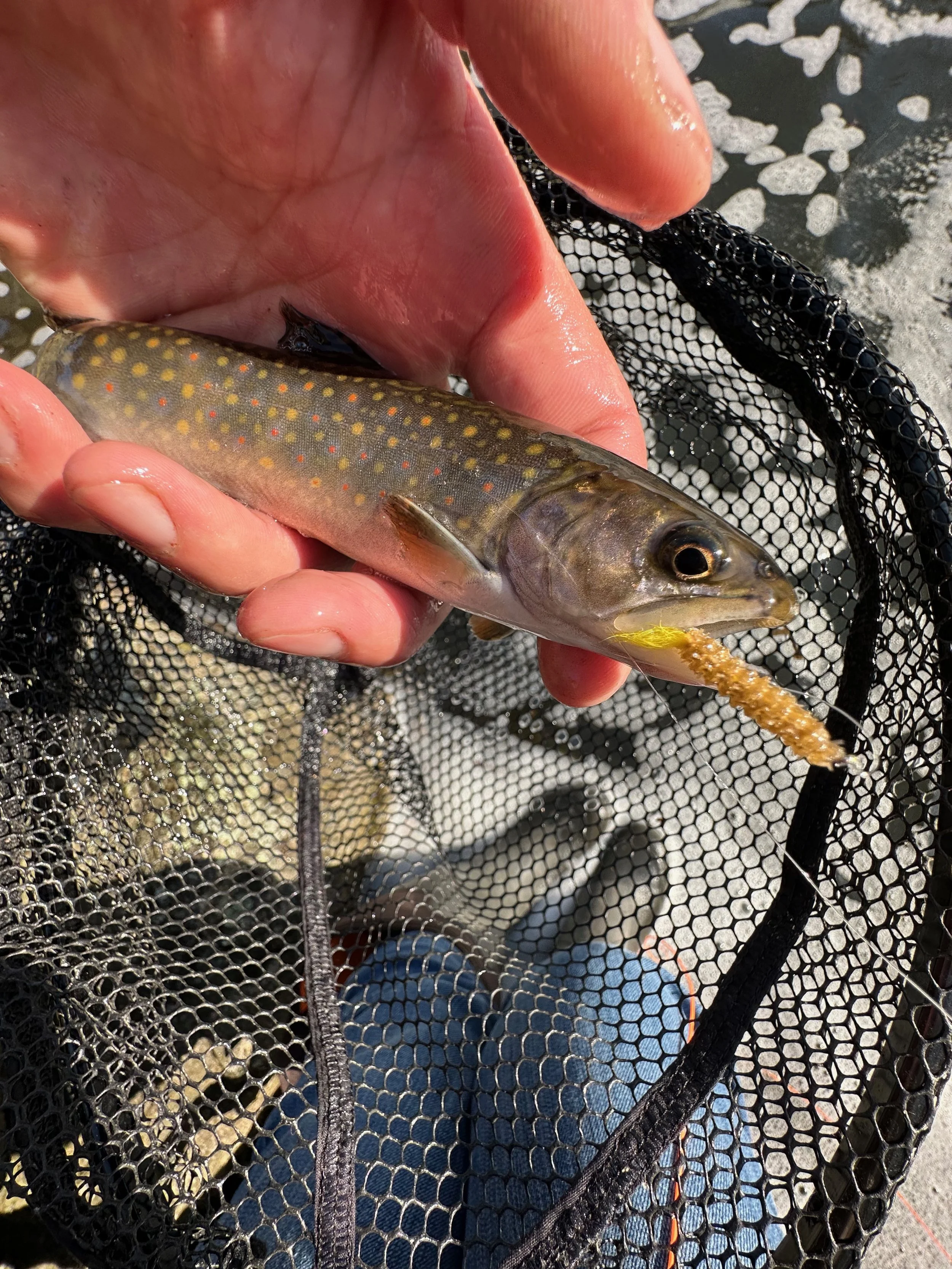 Brook Trout