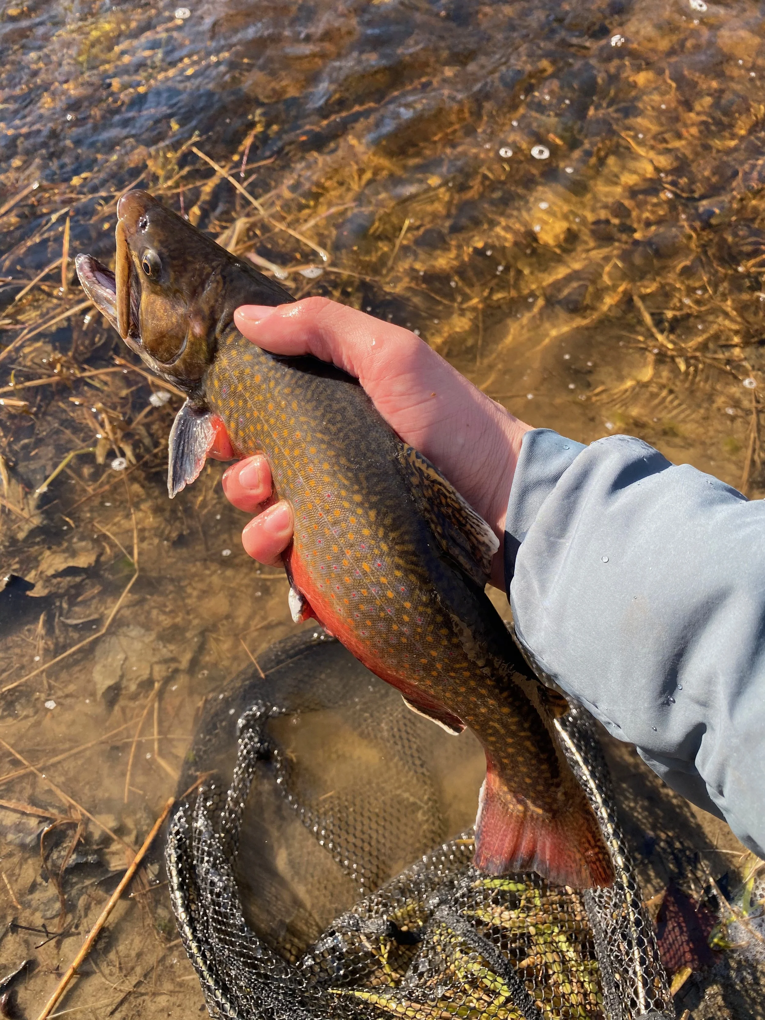 Brook Trout Appleton Maine
