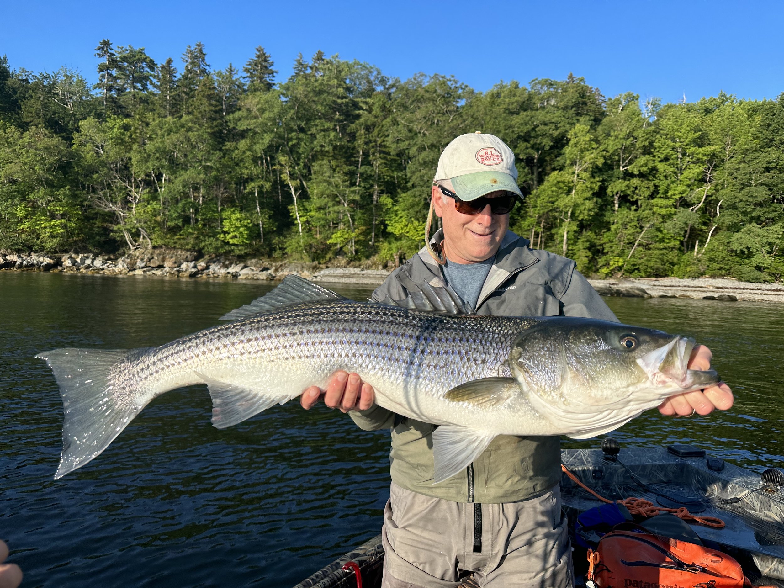 40" Striper Rockport Maine