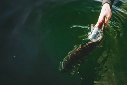 Safe realease Camden Maine