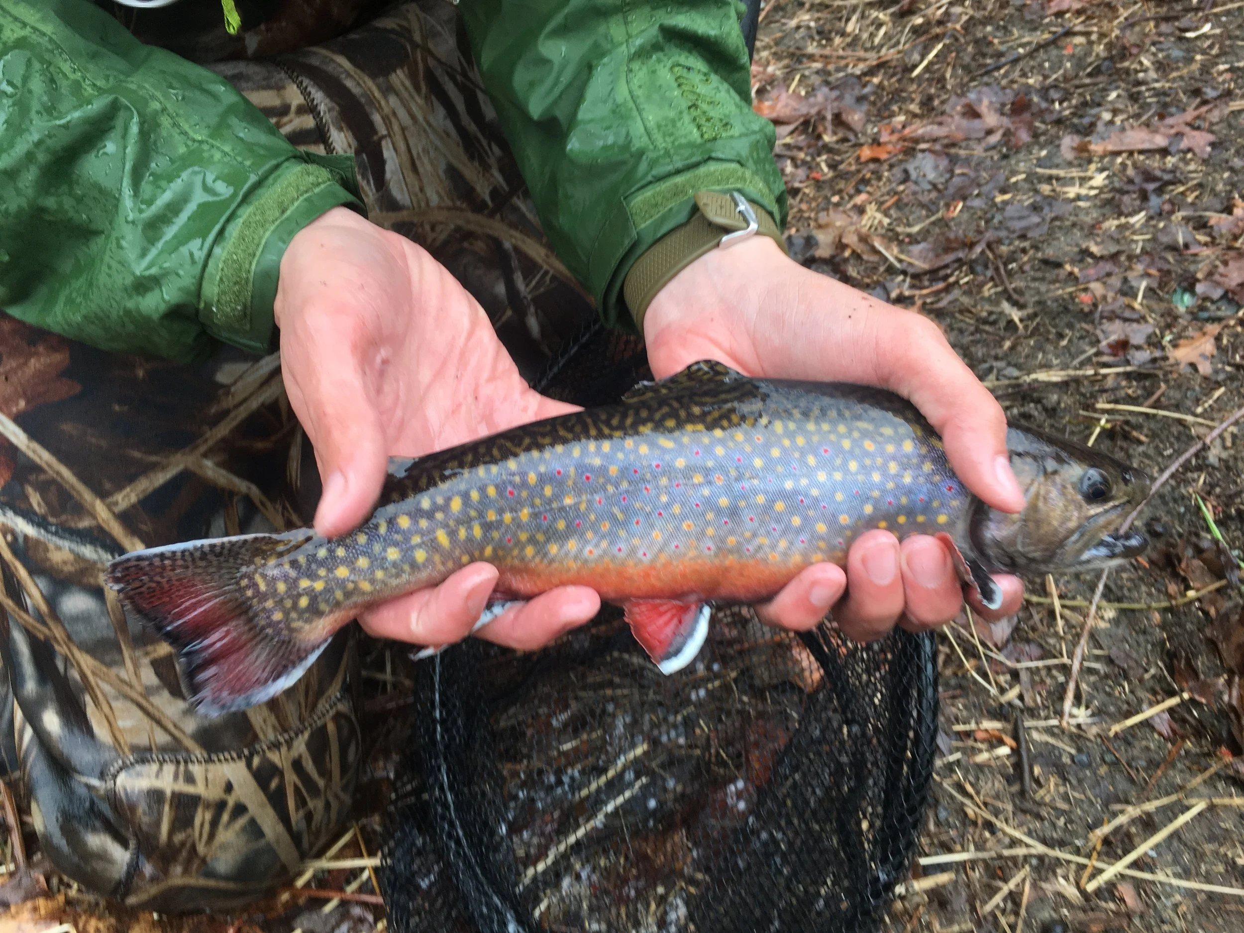 Colorful Brook Trout
