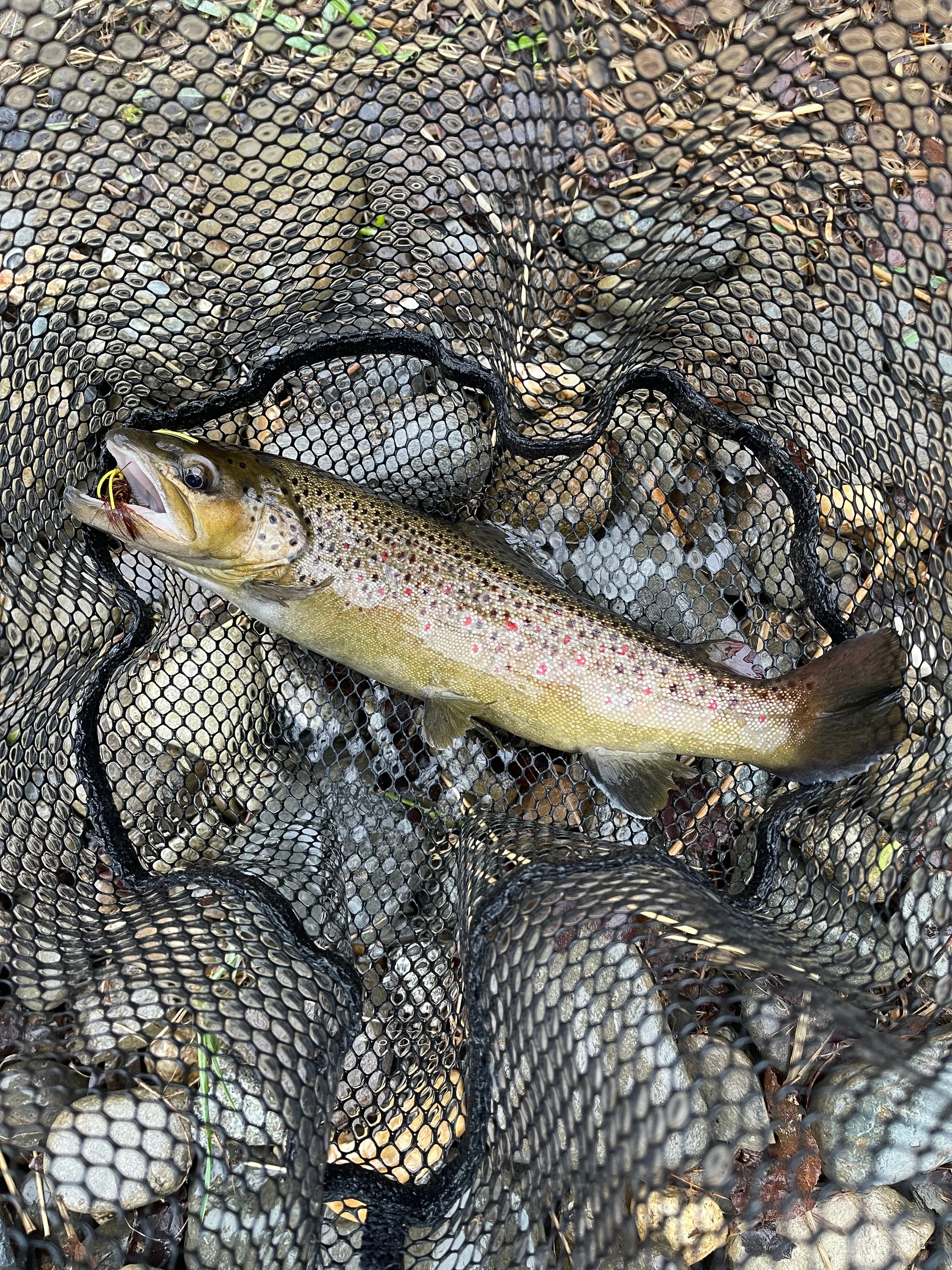 Brown Trout Searsmont Maine