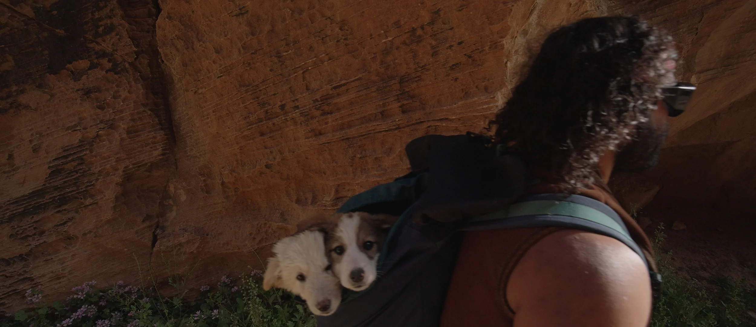 panda walking with puppies in backpack little petra.jpg