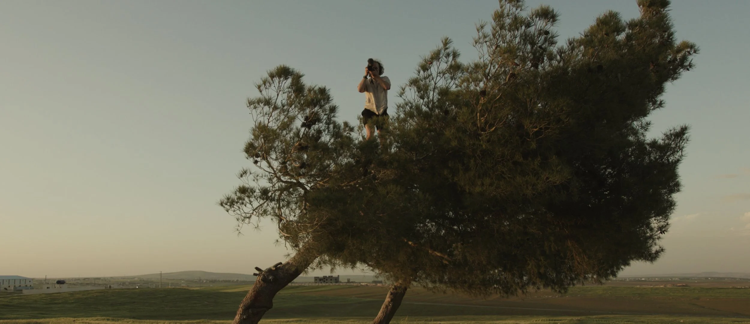 osy in tree rabba.jpg