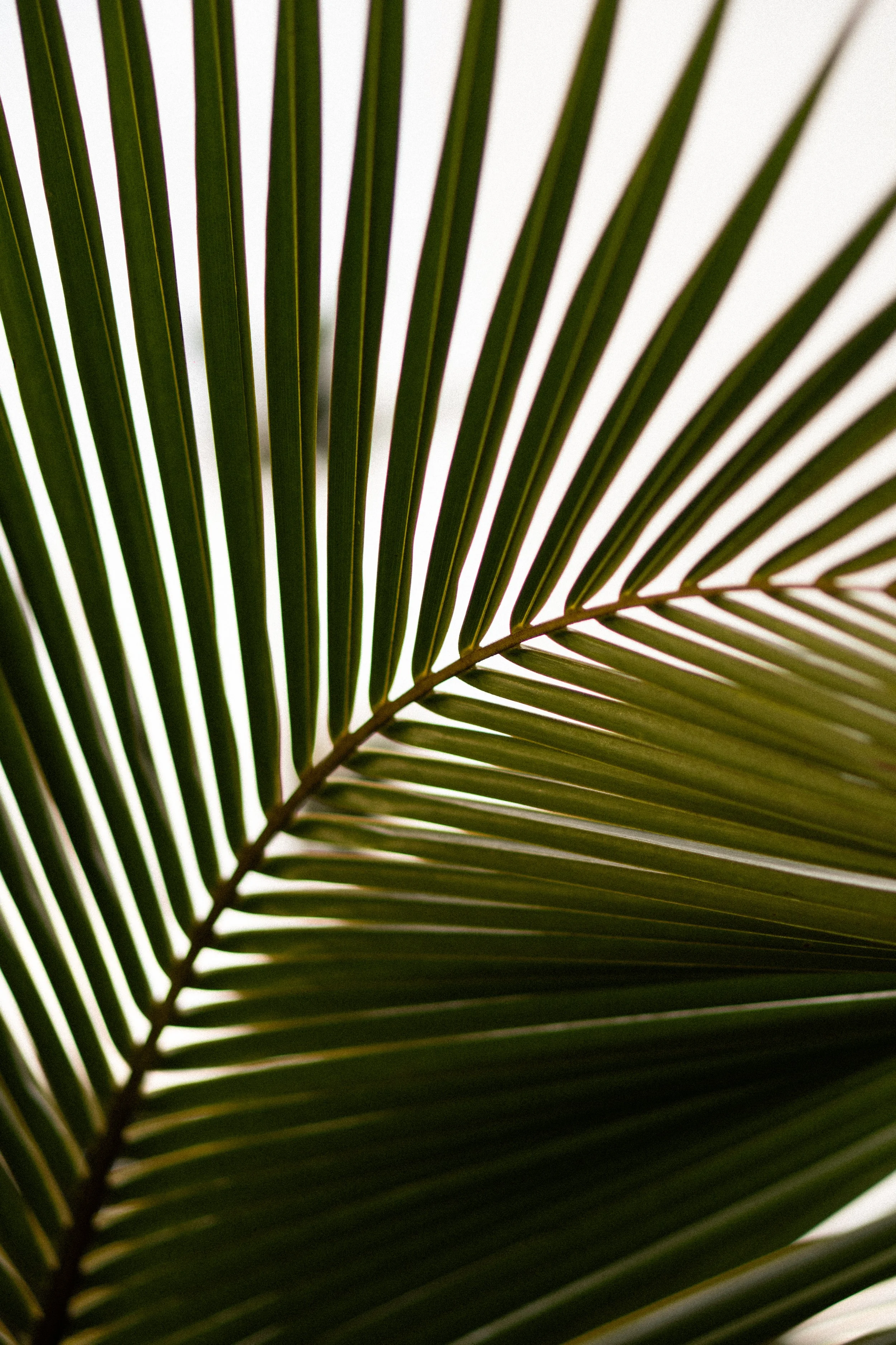 Close-up of a green palm leaf with distinct parallel leaflets