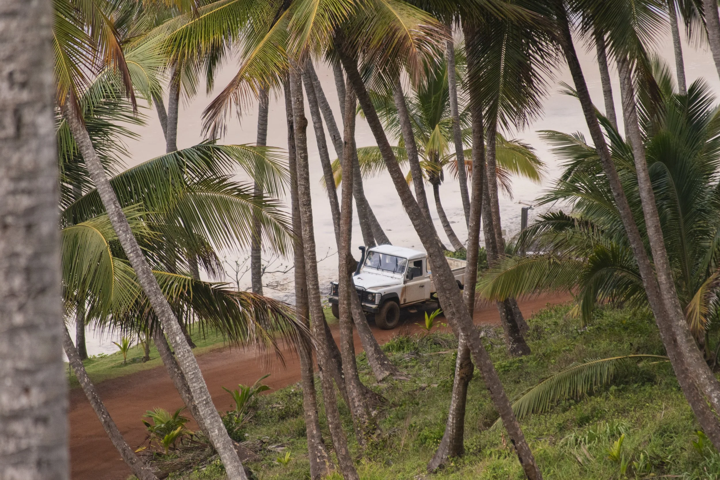 A white off-road truck parked on a dirt path among tall palm trees near a beach.