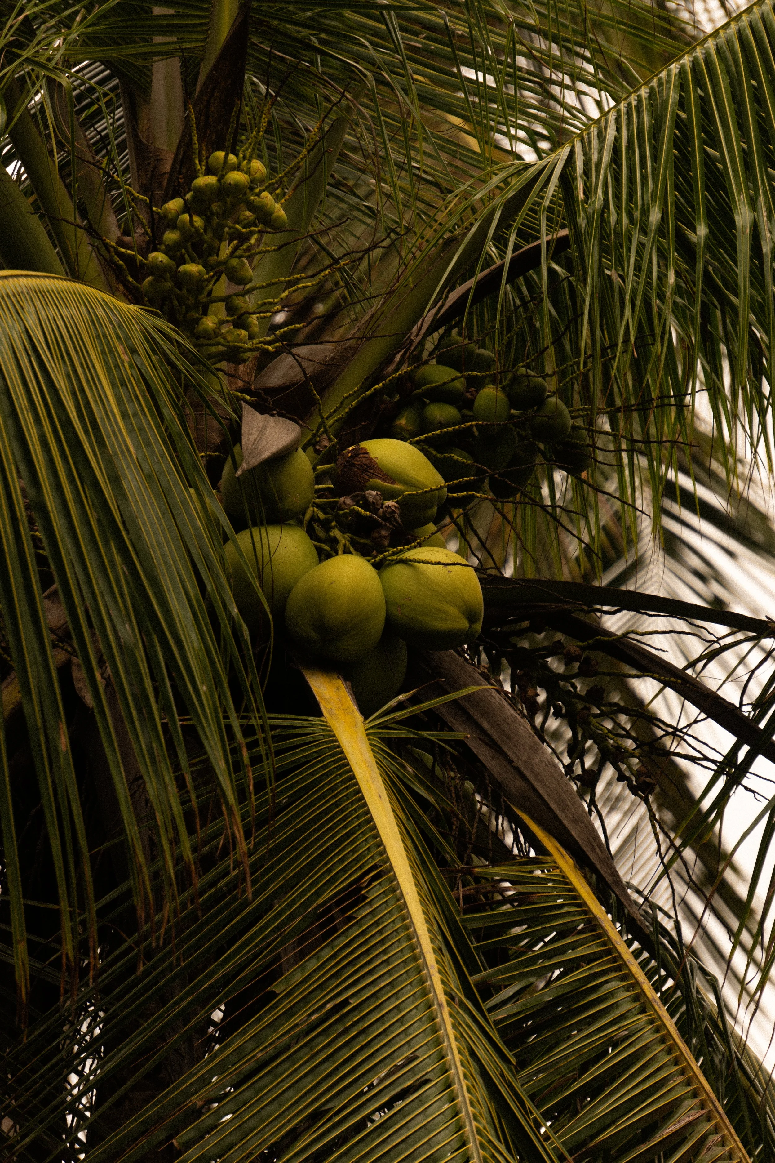 Coconuts growing on a palm tree with large green leaves.