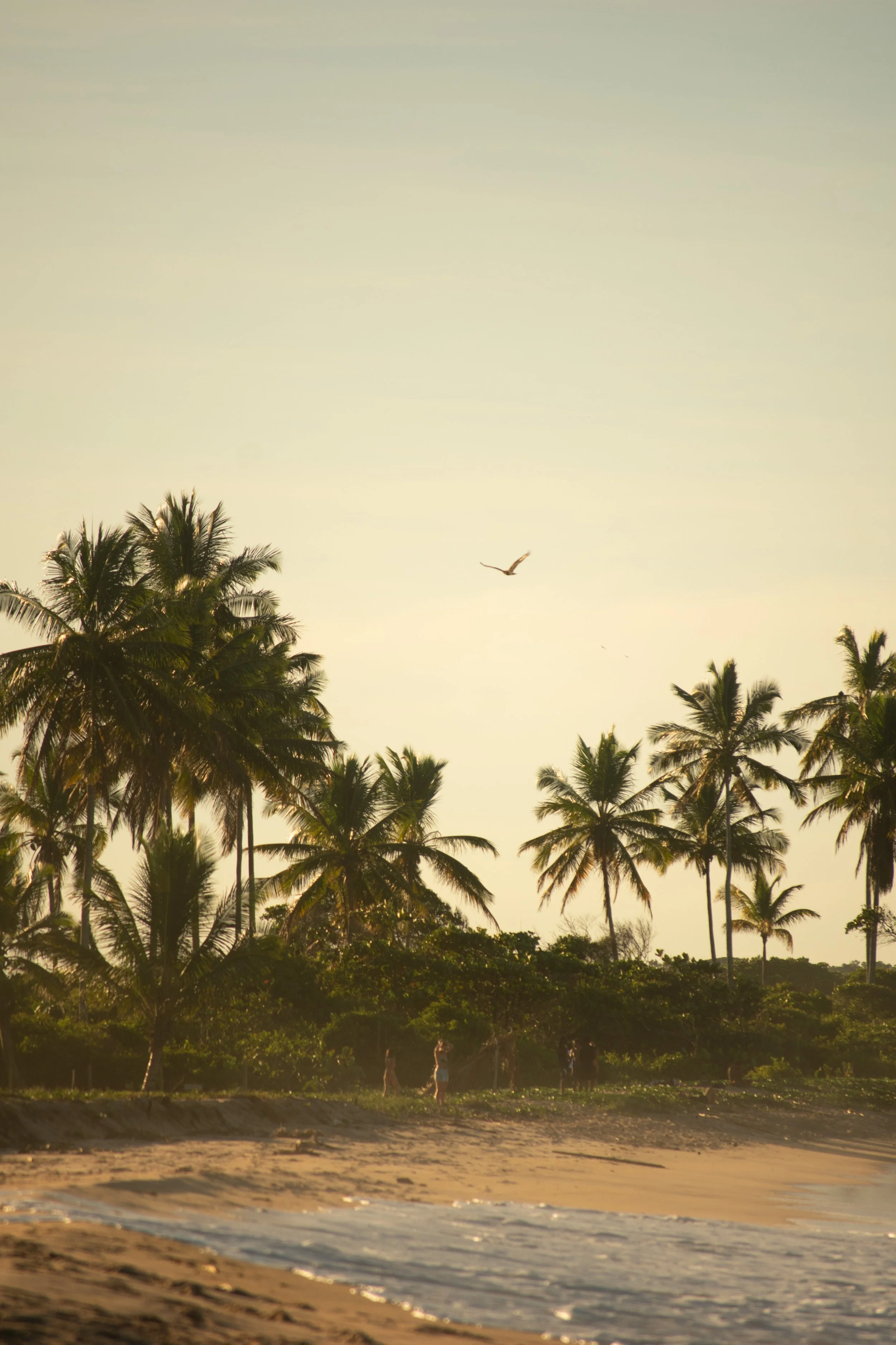 Beach scene with palm trees, people walking along the shore, and a bird flying in the sky during sunset or sunrise.