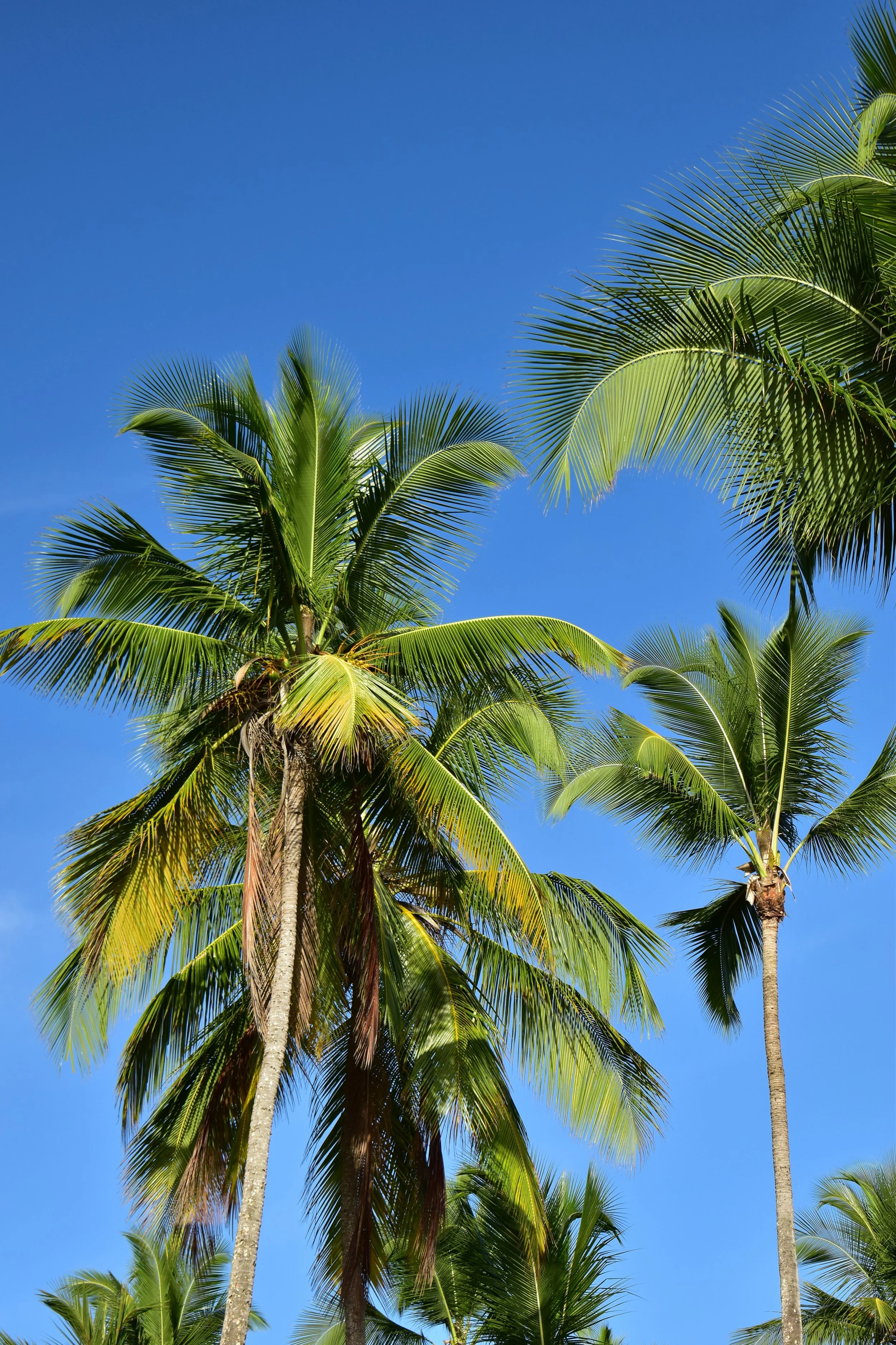 Several tall palm trees with green fronds against a clear blue sky.