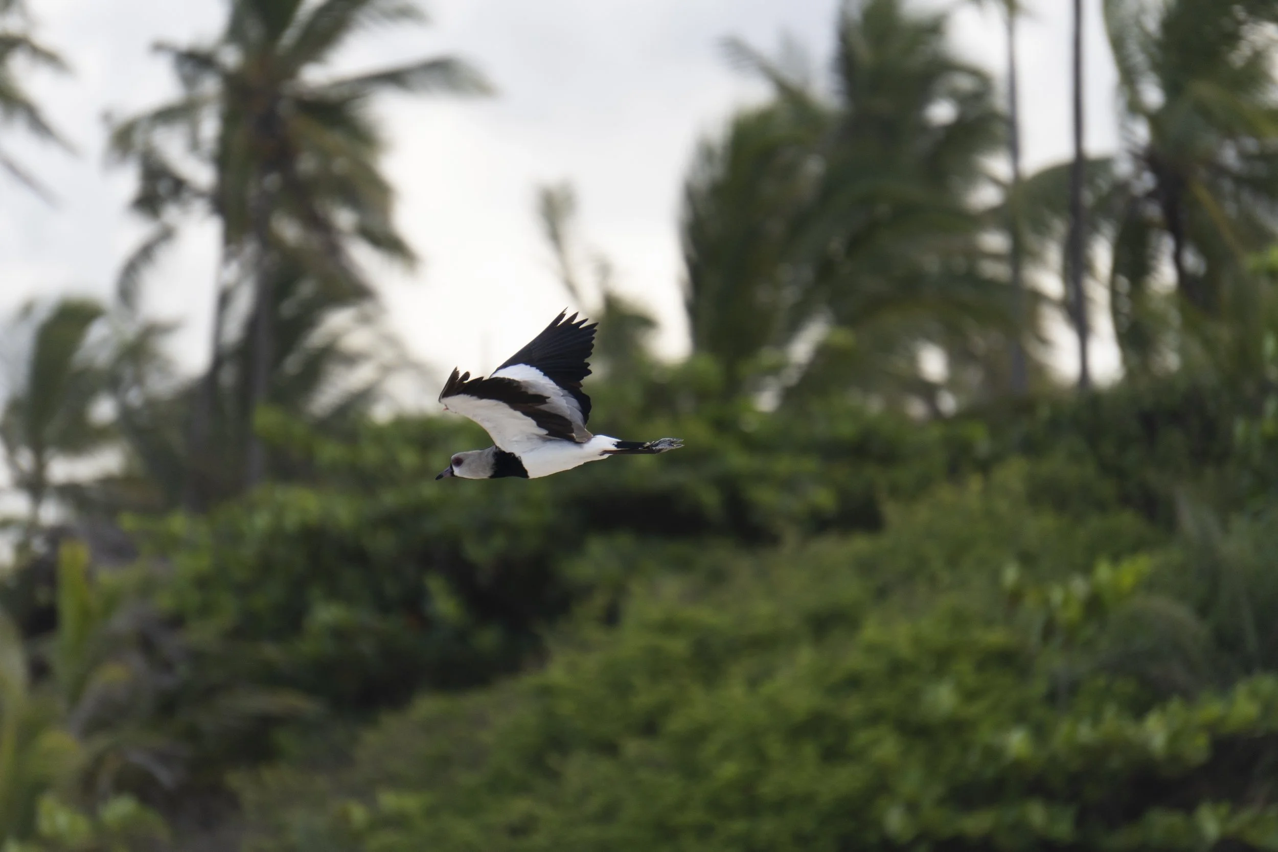 A black and white bird flying over green trees and palm trees in the background.