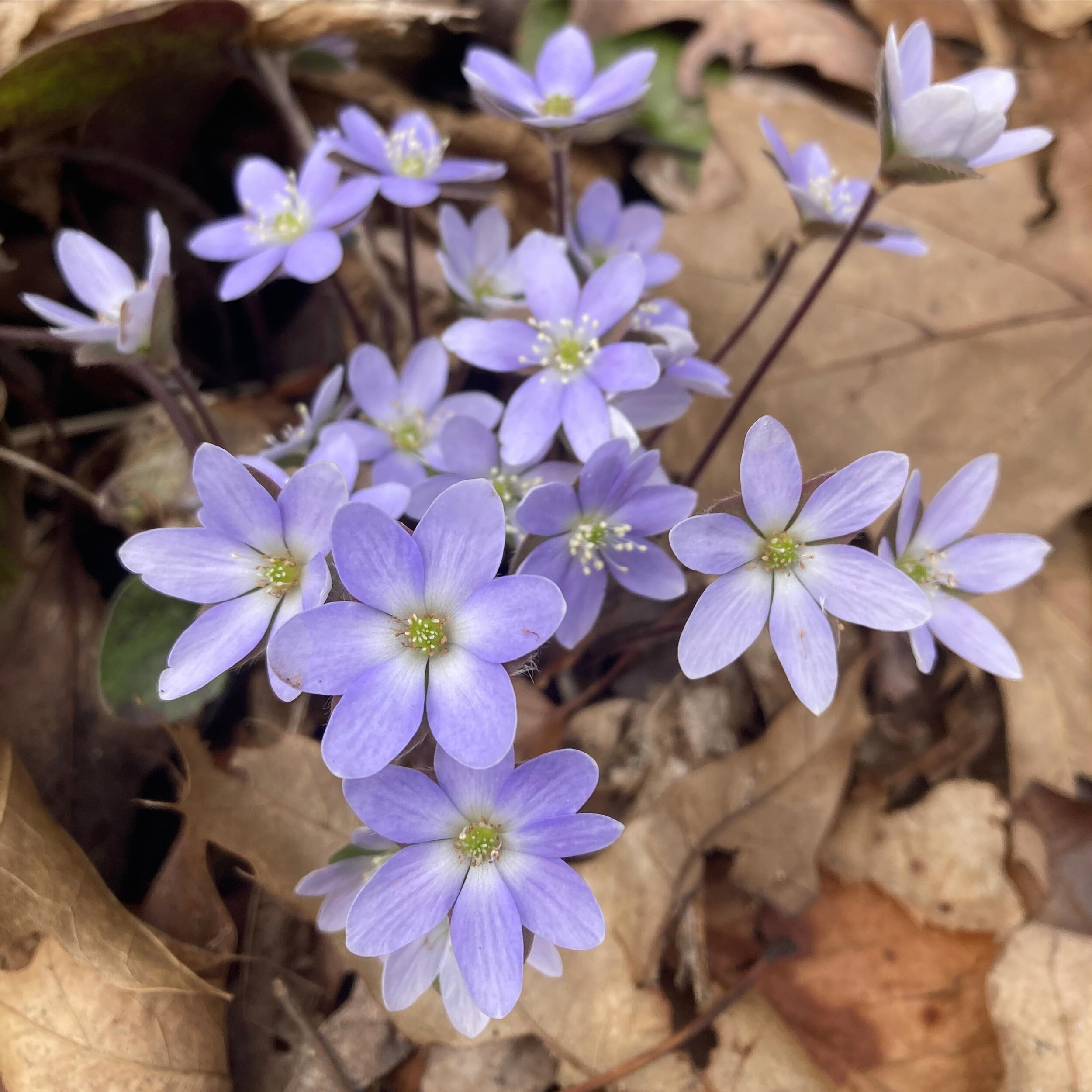 Always love seeing hepaticas out in the wild. Currently in full bloom along the trails at Madeline Bertrand County Park. #hepatica