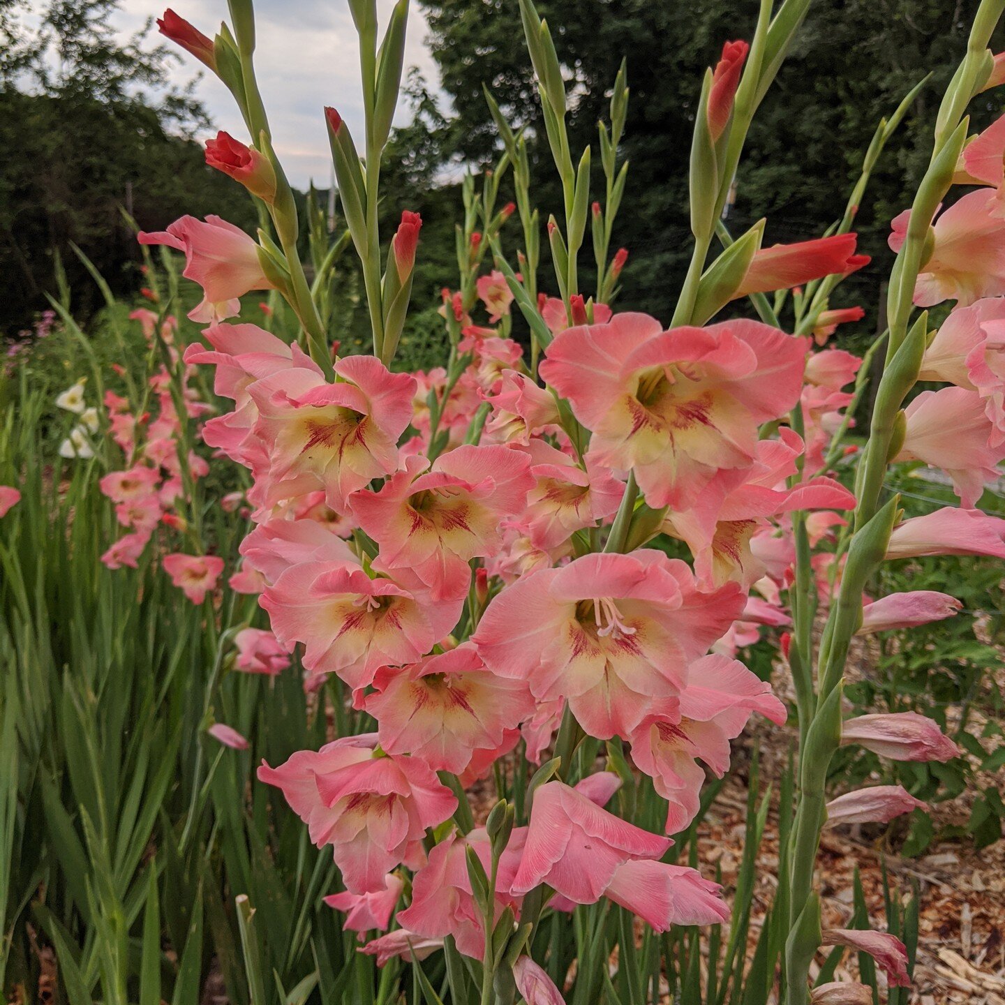 Running late this year but... FINALLY got my hardy gladiolus up for sale again! These have been fully hardy for me for many years now in gardens in Zone 5, 6, and 7. I've also selected for strong stems that usually don't need staking. They're great c