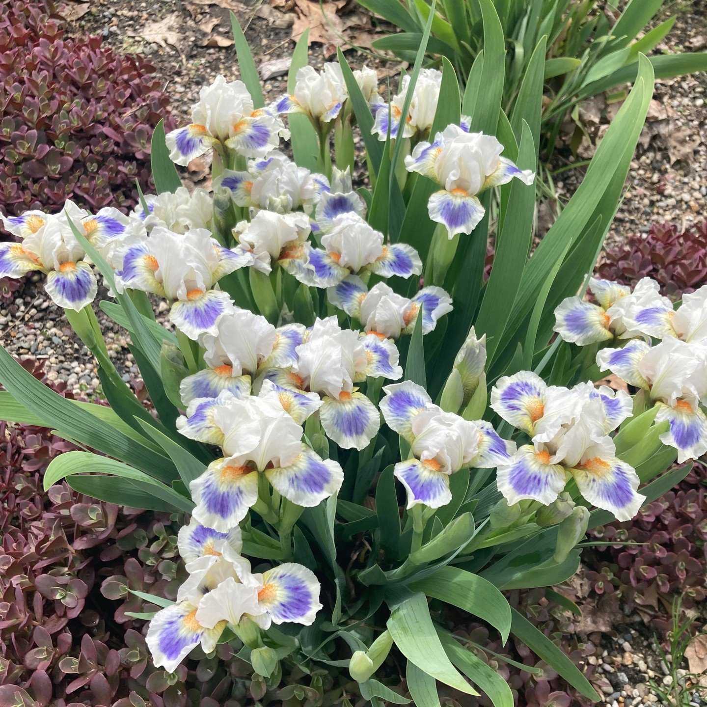 I planted bunch of bearded iris a couple years ago... today I ripped most of them out. Too many of them had beautiful flowers held down too low in ratty-looking foliage. But this one is staying! it is the variety 'Alas' I'm thrilled with it, and will