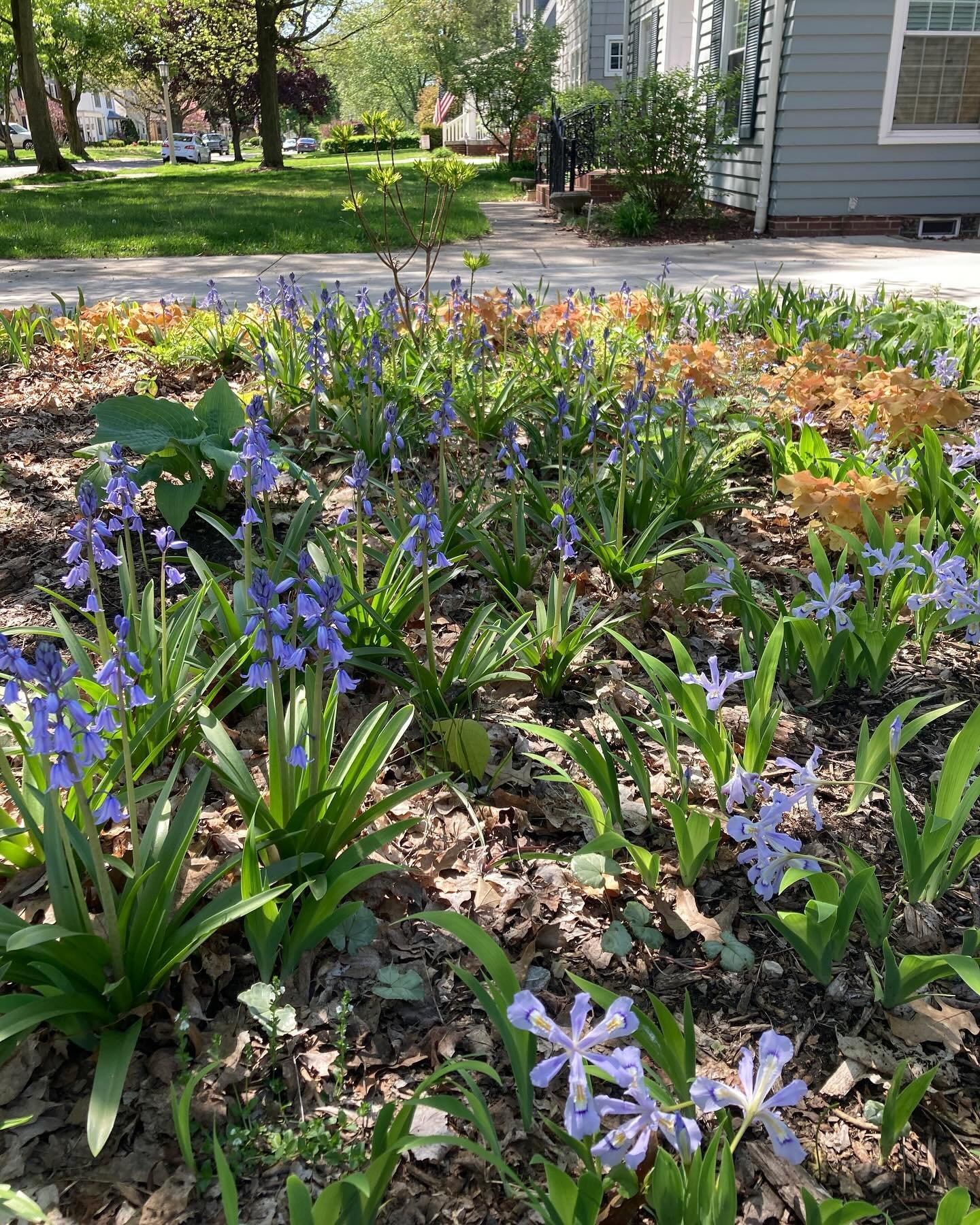 Front shade garden is starting to come together&hellip; perennials are slow to establish in competition with the sugar maple roots, but we&rsquo;re getting there. Iris cristata, Heuchera &lsquo;Caramel&rsquo;, and Spanish bluebells are the stars at t