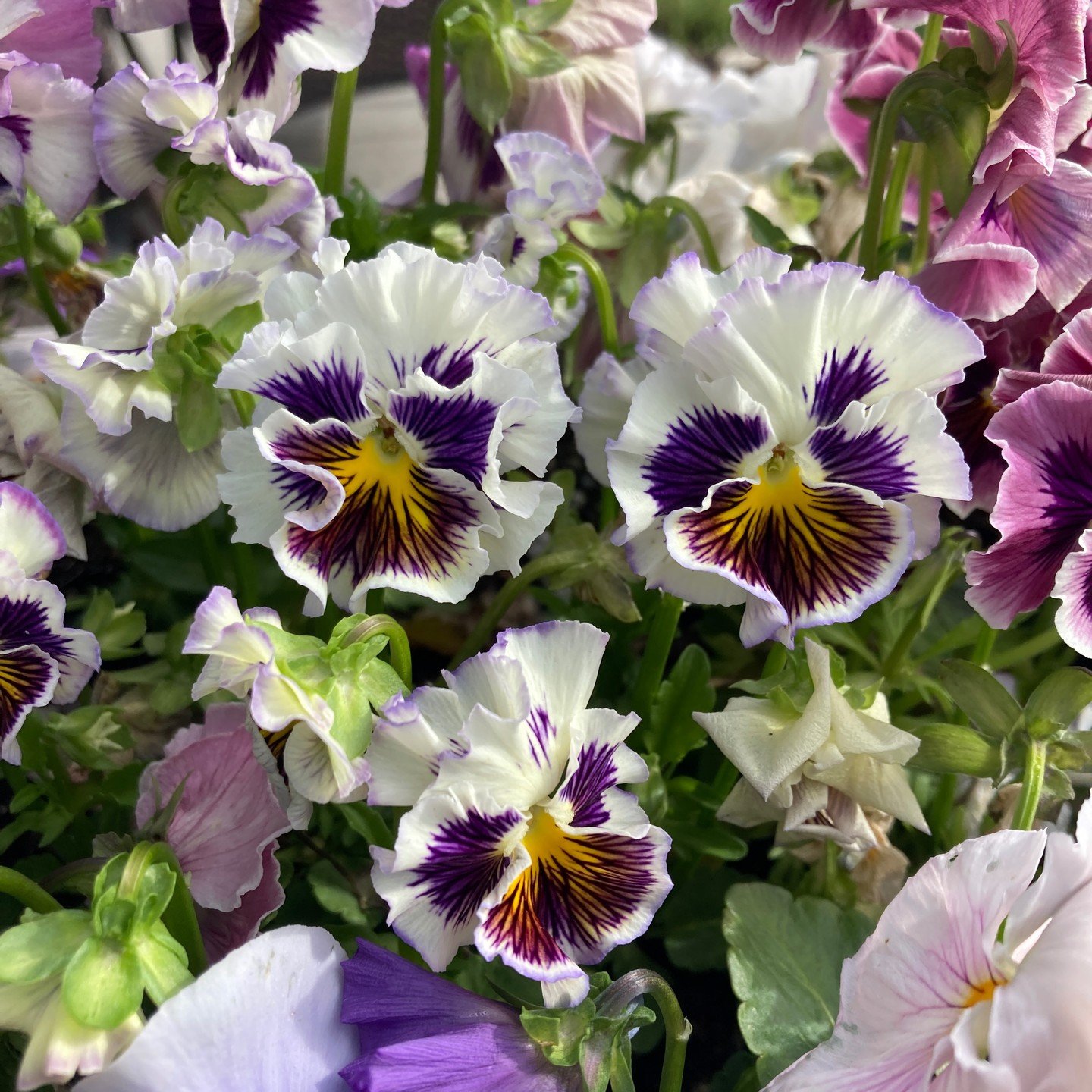 I think my gardening aesthetic has officially become &quot;little old lady.&quot; I've always loved violas... but I'm falling hard for pansies now. The more ruffly and romantic the better. Also they SMELL SO GOOD. I feel like no one talks about how g