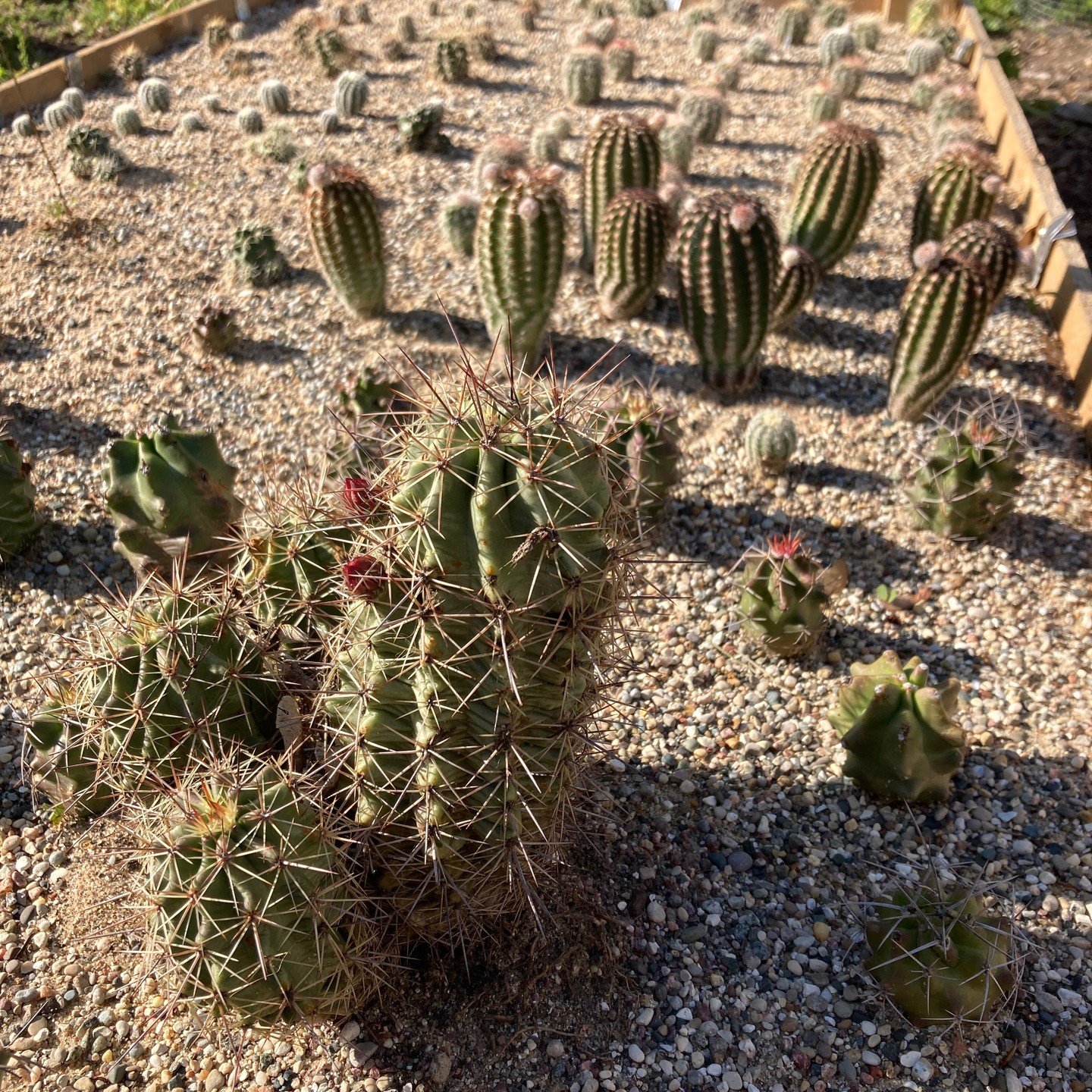 Cactus proving grounds... I've been growing lots from seed and seeing who can survive my winters. The big Echinocereus x roetteri is from @ethicaldesert , and has been through three winters here so far. I also have a bunch of Echinocereus triglochidi