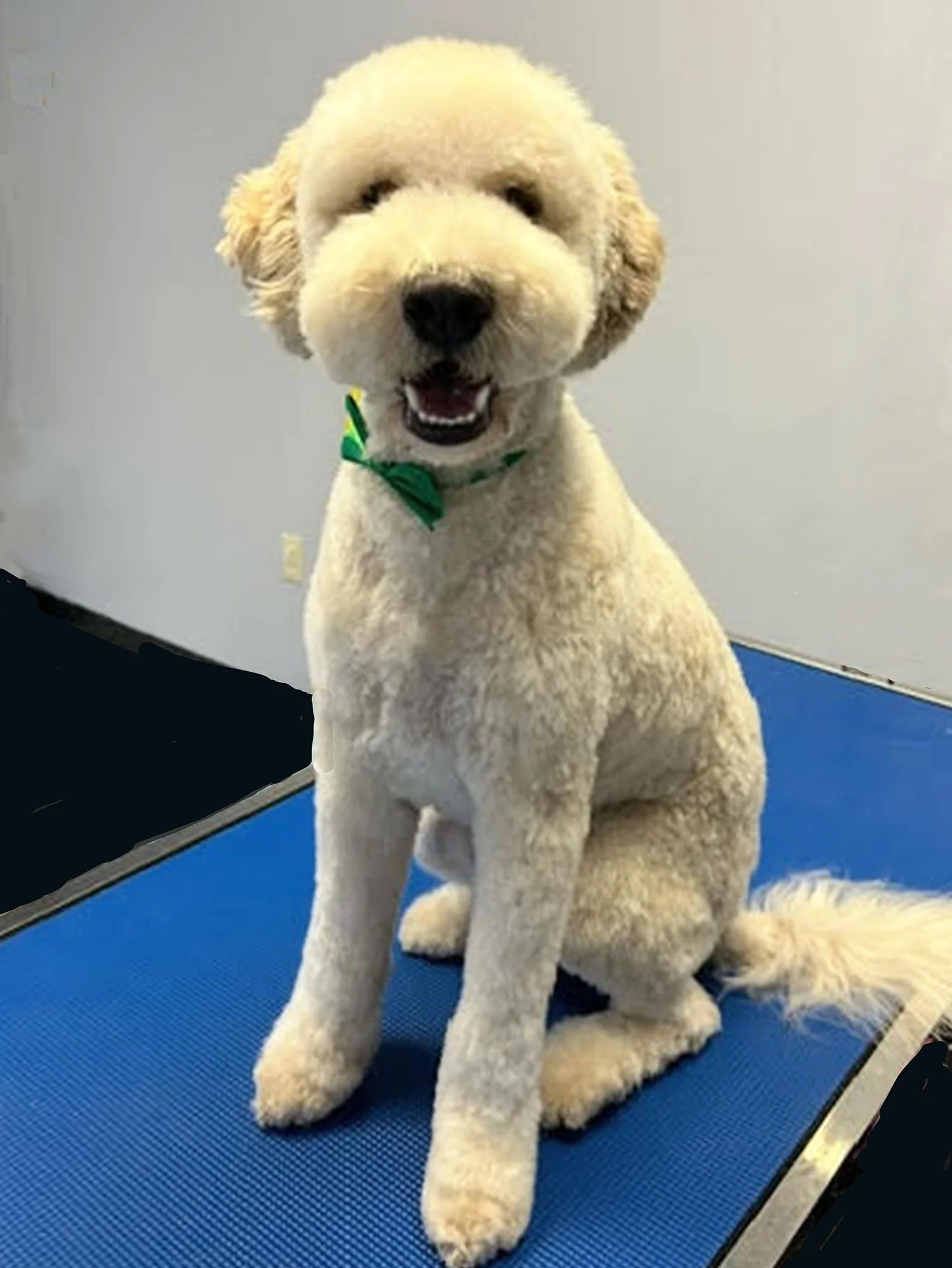 the_colorful_canine_dog_grooming_whitedoodle.jpg